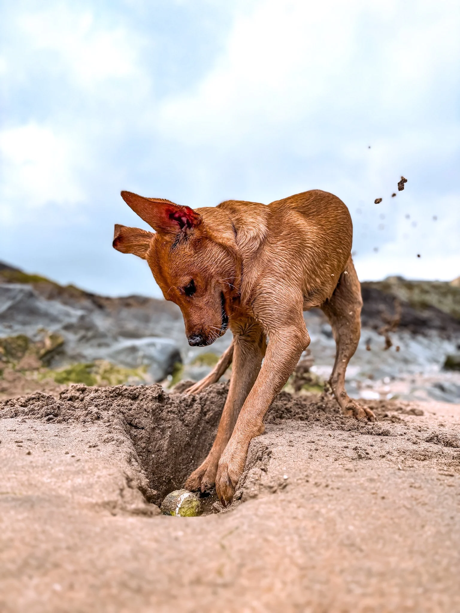 dog-walker-newquay-cornwall-dogs_5654.jpg
