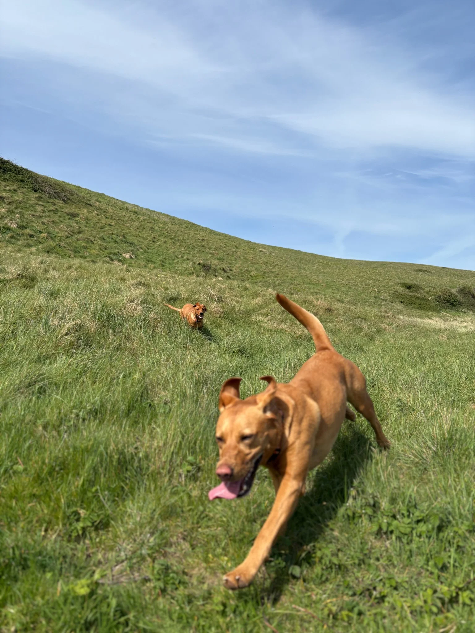 Three dogs running in a grassy field under a blue sky with some clouds.