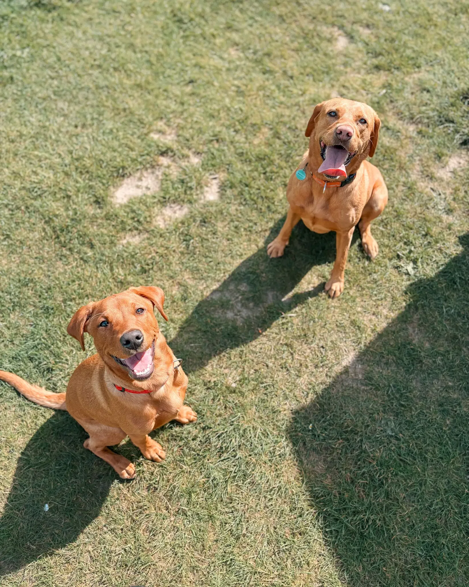 hang-ten-hounds-newquay-dog-walker-dog-walks-adventures-pet-sitting-in-newquay-2_3597.webp