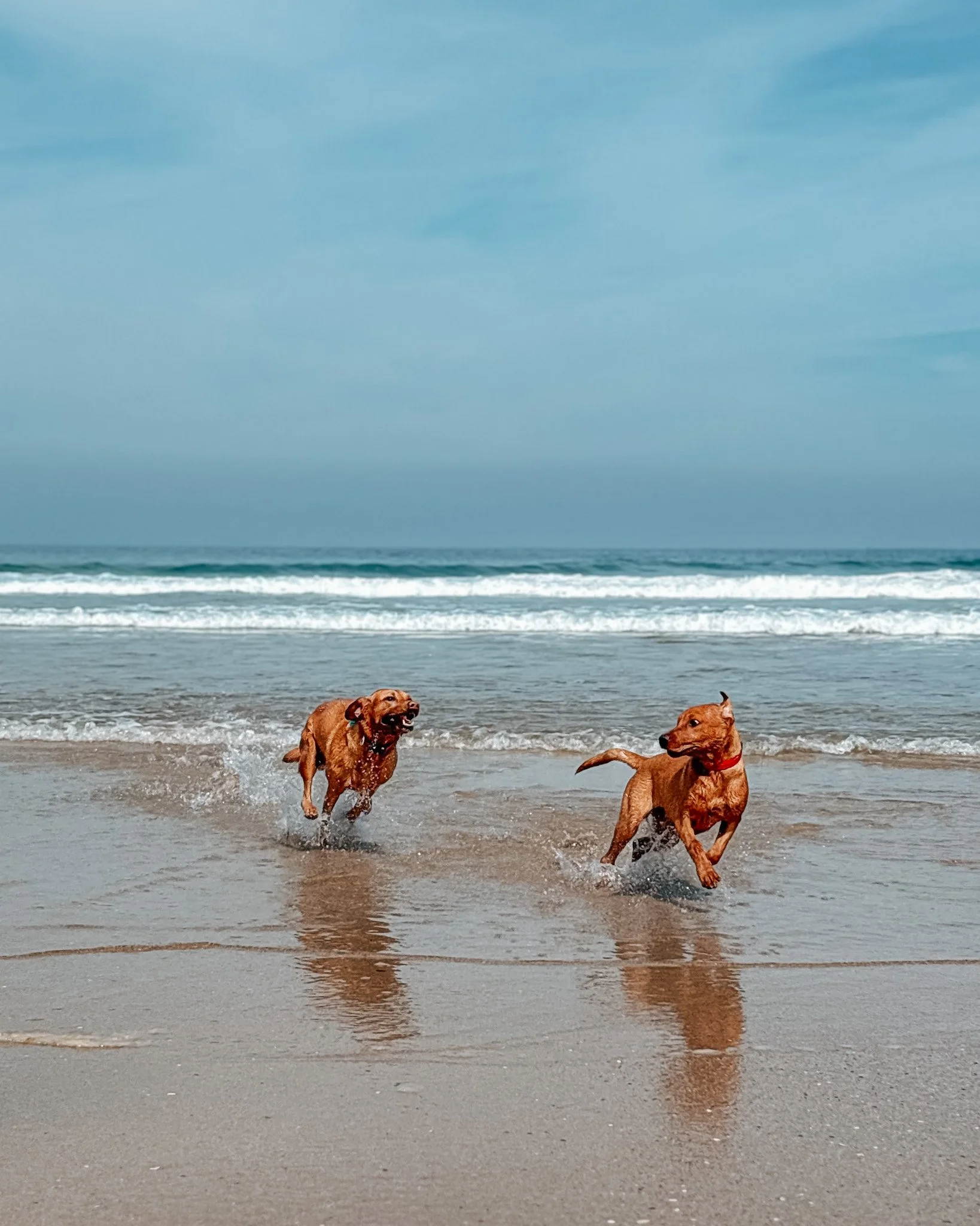 Two dogs playing and running in the shallow waves on a beach with a blue sky and some clouds.