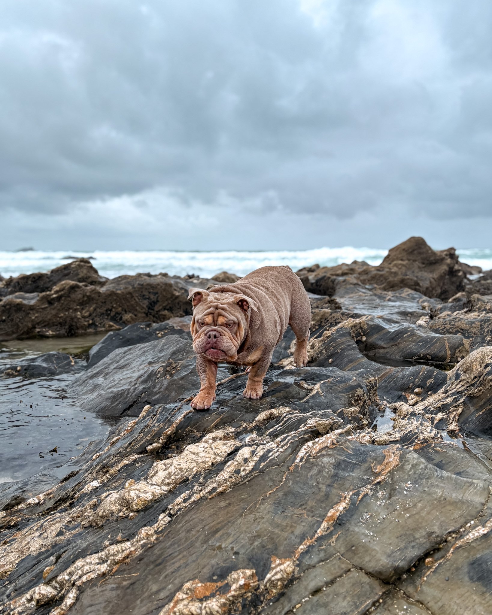 dog-walker-newquay-cornwall-dogs-4_5531.jpg