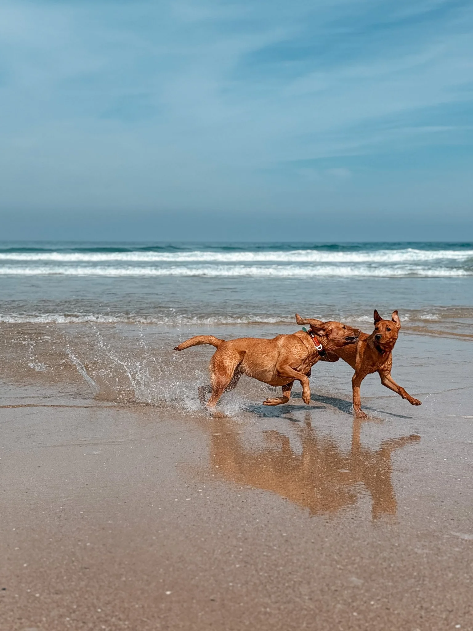 Two brown dogs playing and running in the shallow water at the beach with the ocean and blue sky in the background.