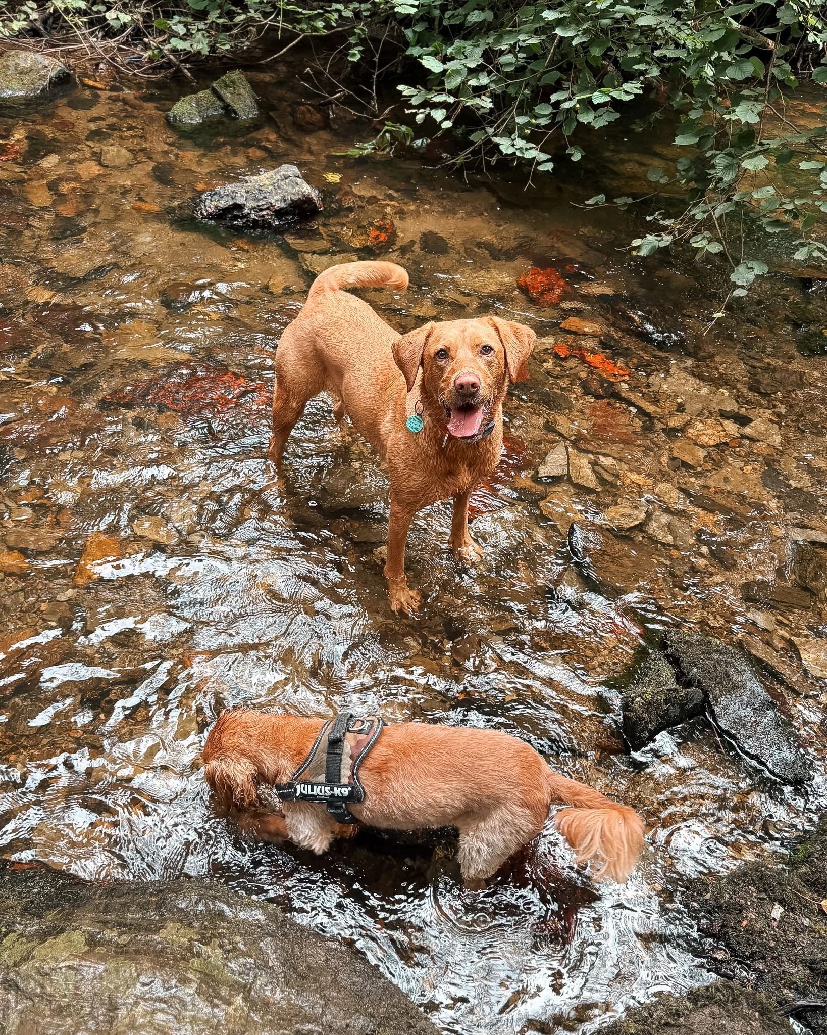 A brown dog standing in a shallow creek with a rocky bottom, surrounded by green foliage