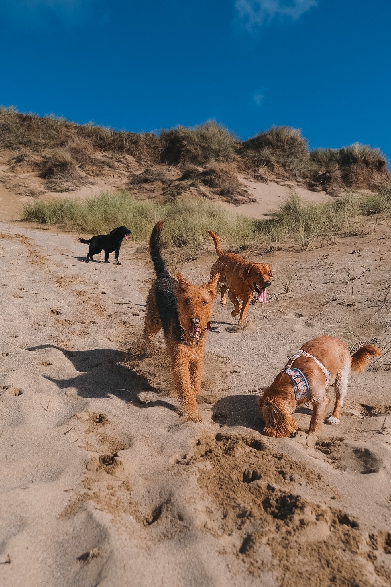 dog-walker-walking-dogs-newquay-pet-care-group-walks-services-newquay-cornwall-dogs-hang-ten-hounds-2026F0966.JPG