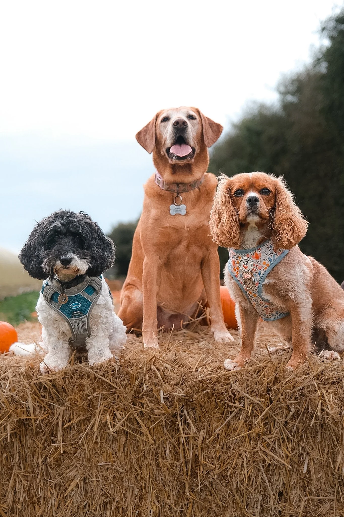 hang-ten-hounds-dogs-dog-walker-newquay-cornwall-1.jpg