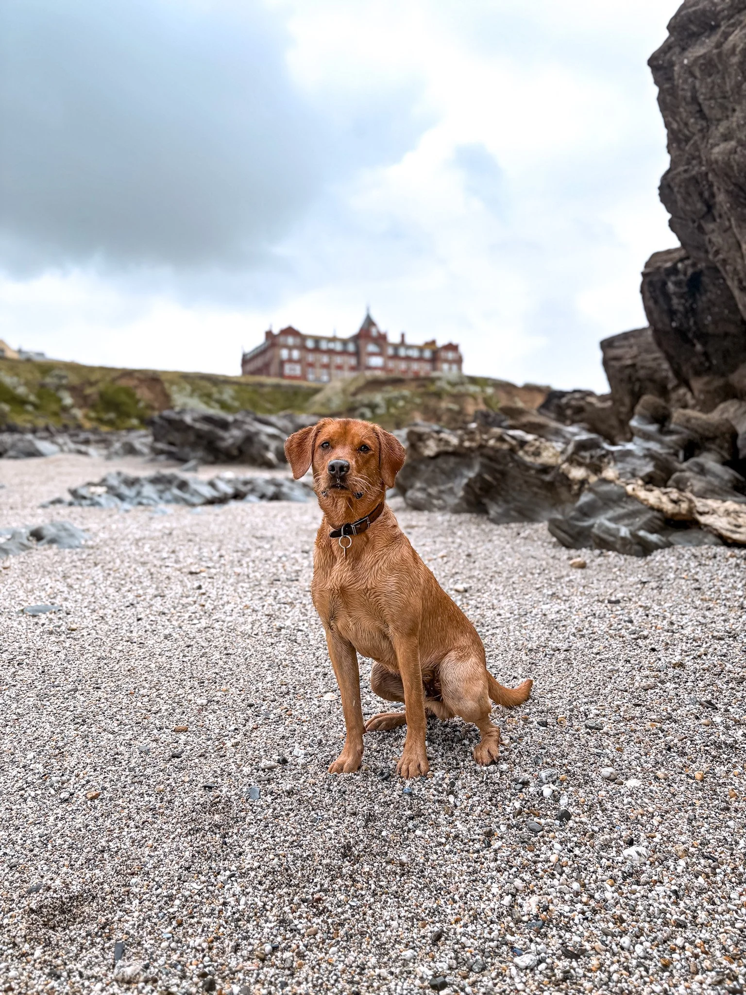 dog-walker-newquay-cornwall-dogs_5636.jpg