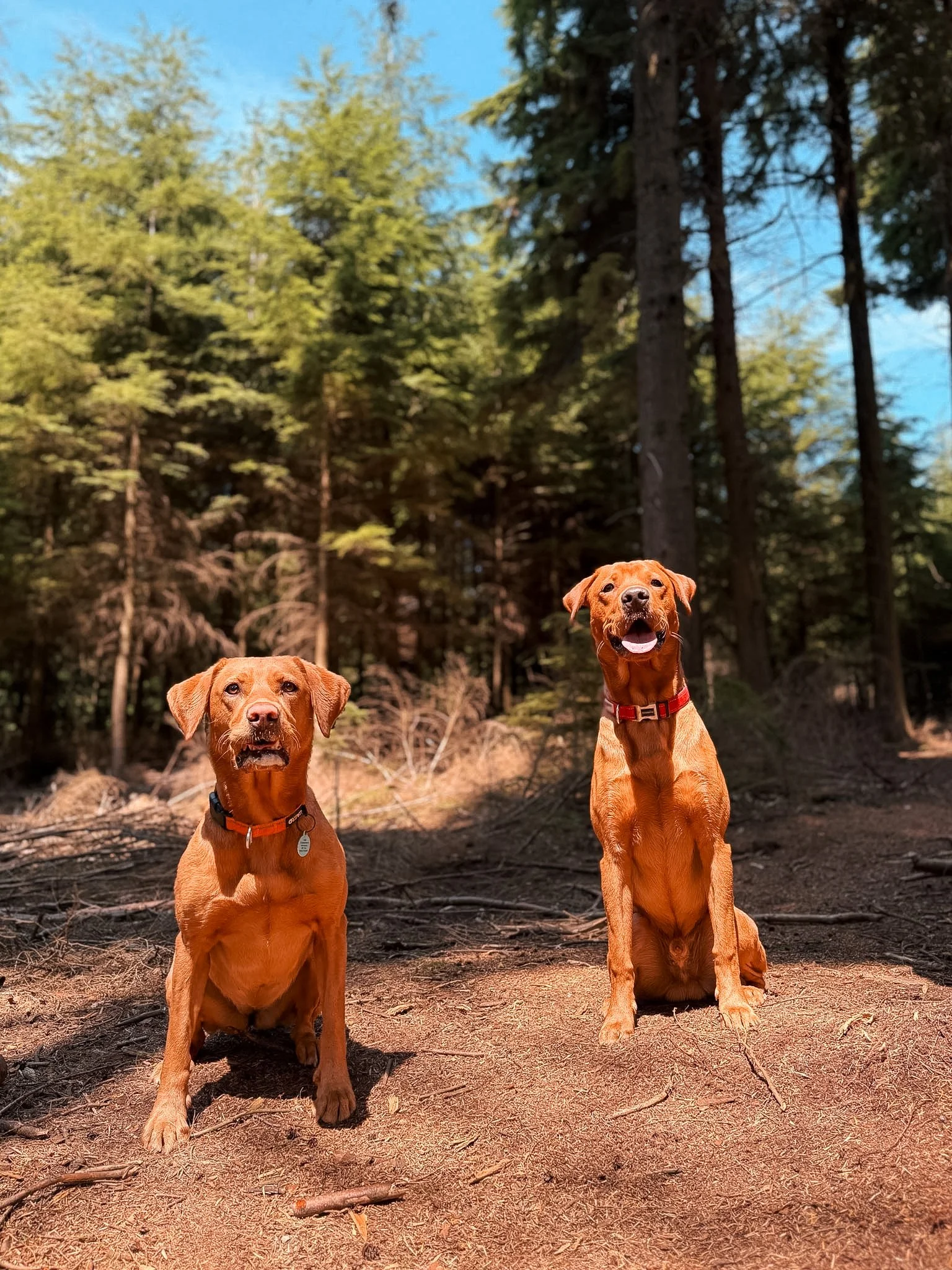 Two brown dogs sitting outdoors on a forest trail, with tall trees and green foliage in the background, under a clear blue sky.