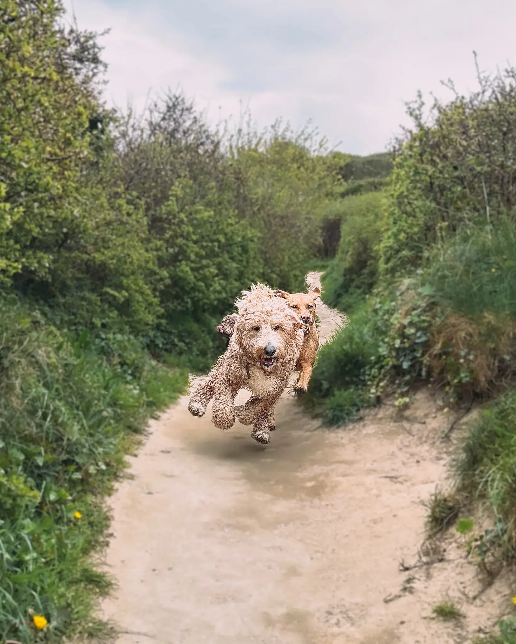 hang-ten-hounds-newquay-dog-walker-dog-walks-adventures-pet-sitting-in-newquay-2_2123.webp