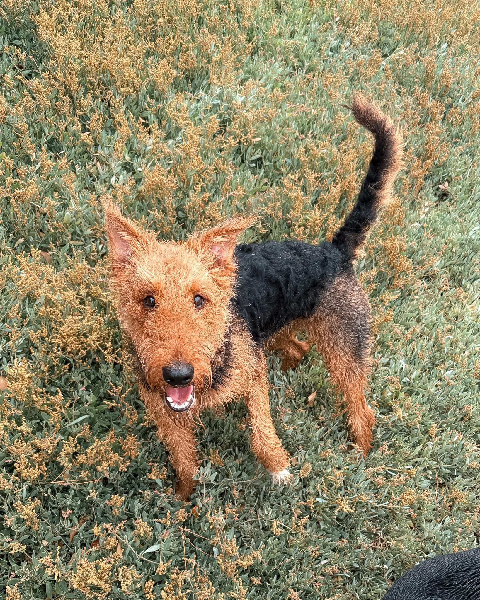 A brown and black curly-haired dog standing in a field of green plants and small yellow flowers, looking at the camera with a happy expression.