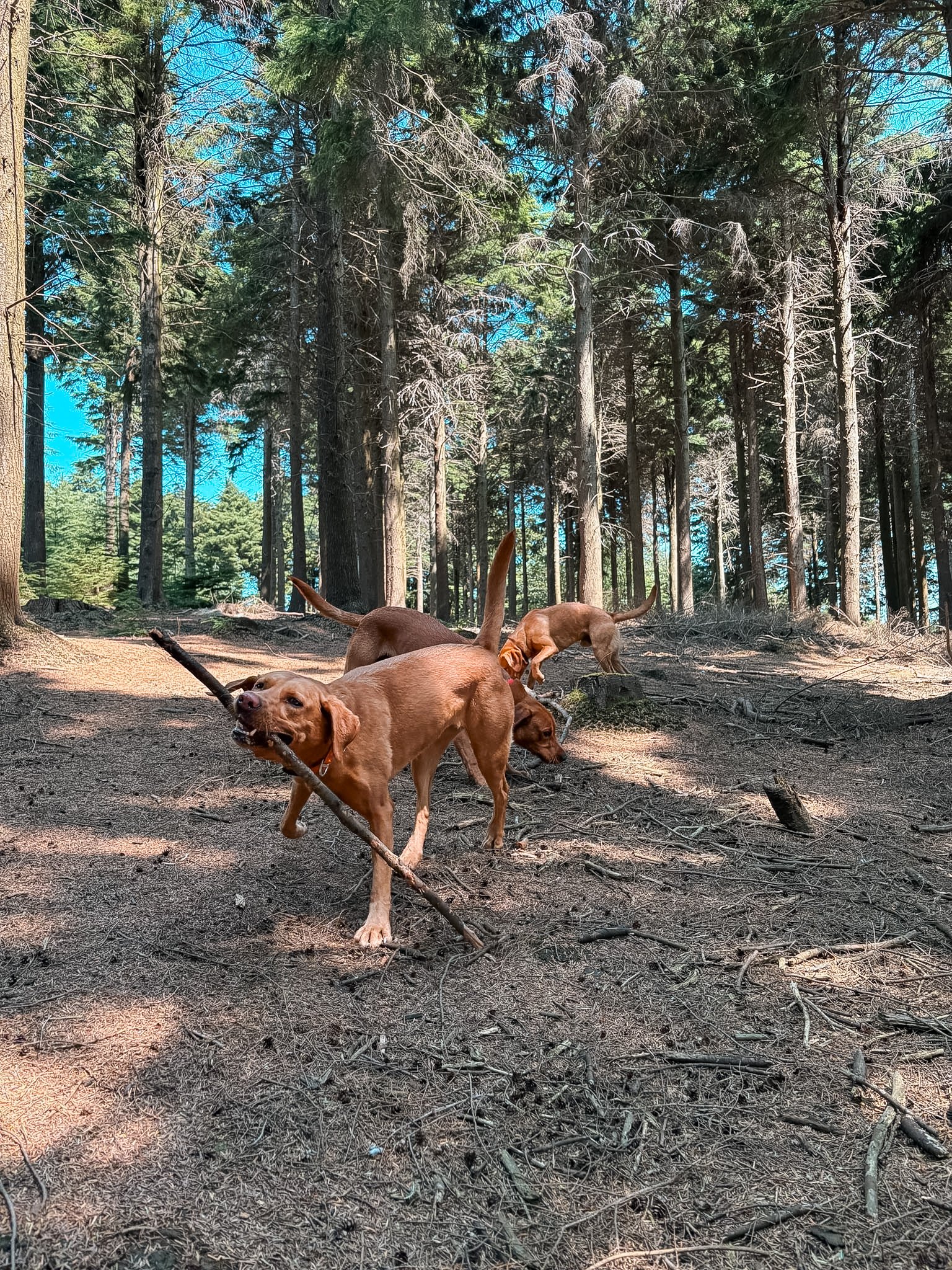 Three brown dogs playing in a forest with tall trees and a dirt ground, some with visible sticks in their mouths.