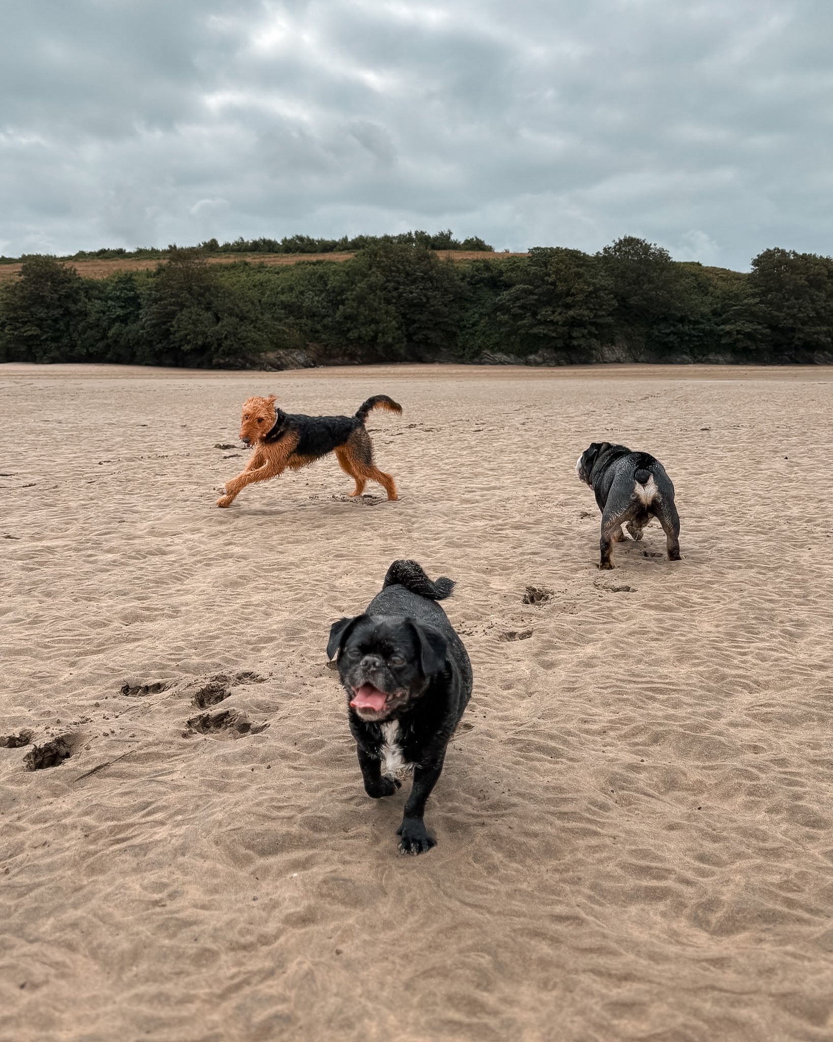 Four dogs playing on a sandy beach with a backdrop of green trees and cloudy sky.