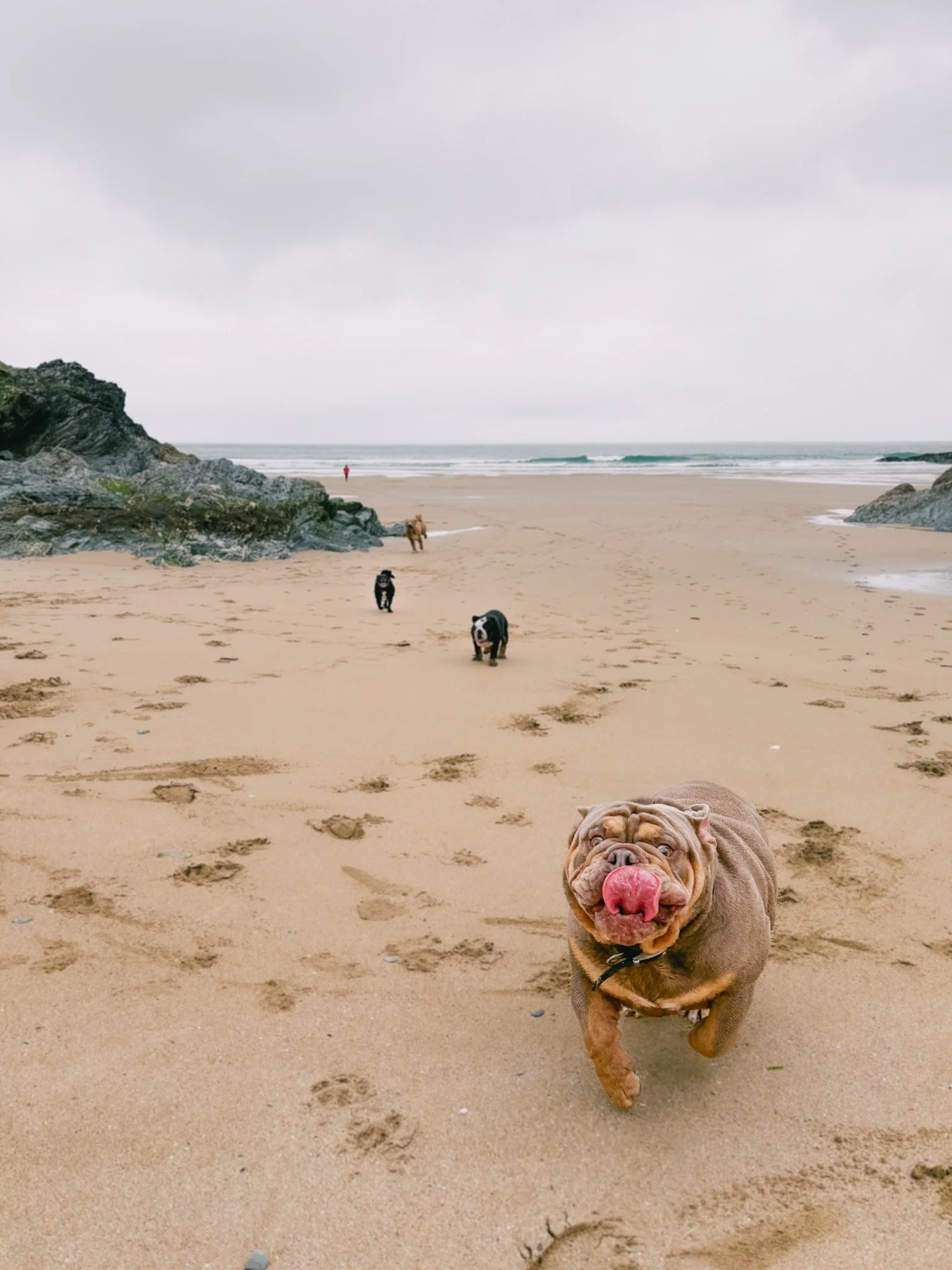 A brown bulldog with a red ball in its mouth running on a sandy beach, with other dogs and a person walking in the distance under a cloudy sky.