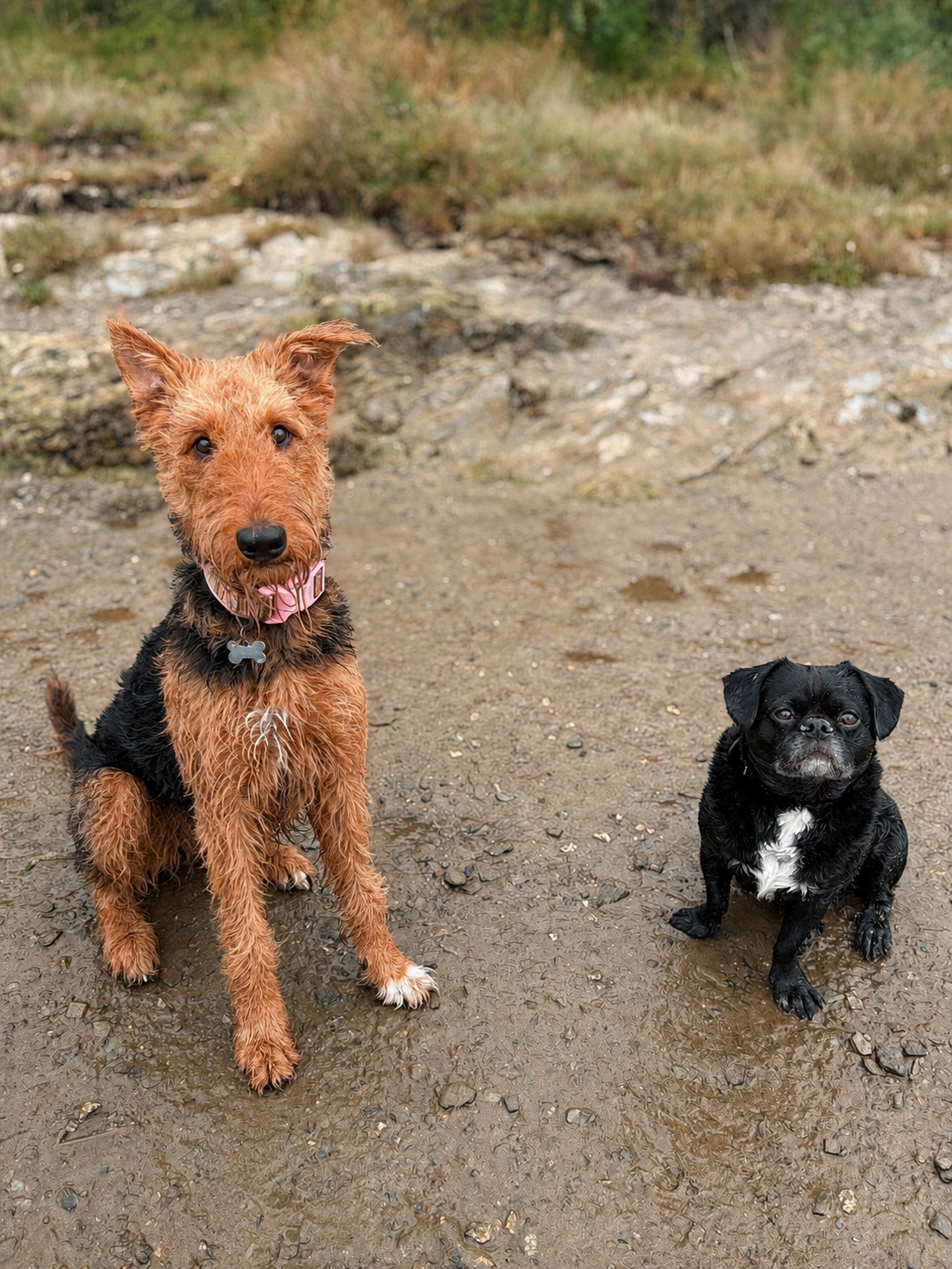 Two dogs sitting on a muddy, rocky trail with grass and bushes in the background.
