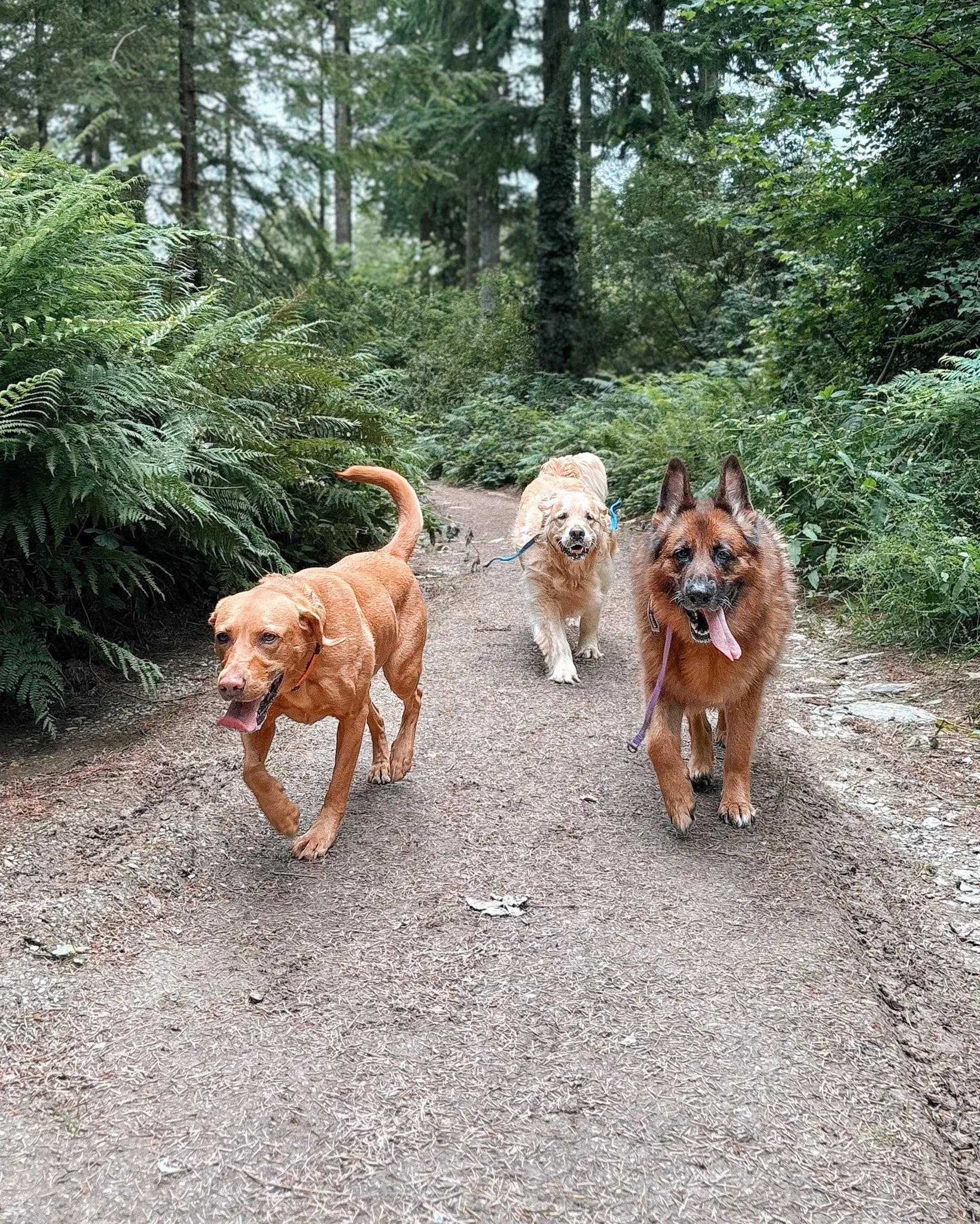 dog-dogs-newquay-pet-sitting-pet-sitter-walker-walking-care-services-newquay-cornwall-dogs-hang-ten-hounds_2764.jpg
