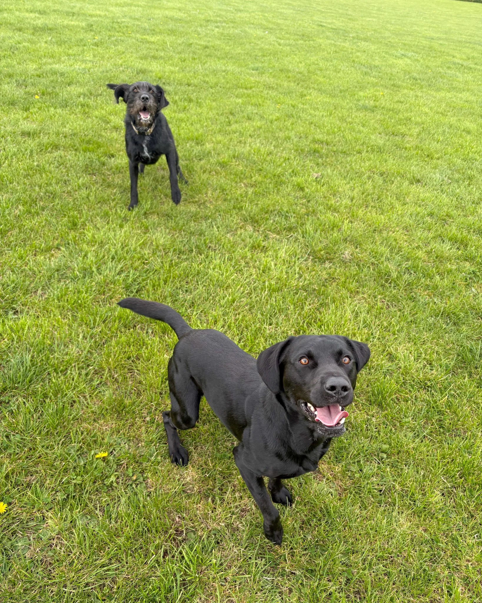 A black Labrador Retriever dog standing on green grass with a happy expression, mouth open, showing tongue, and ears perked up.