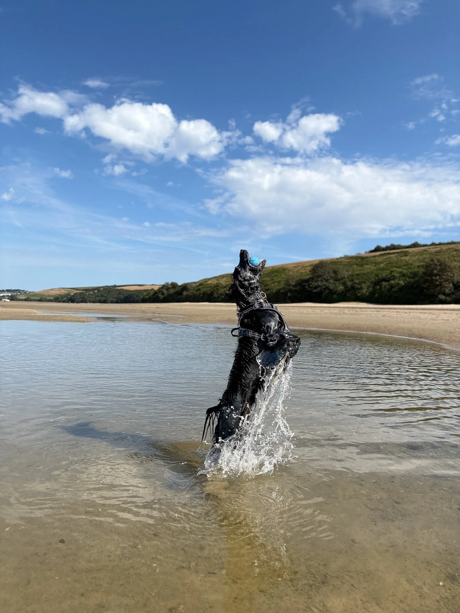 A black and gray dog jumping out of a body of water with a blue sky and clouds in the background.