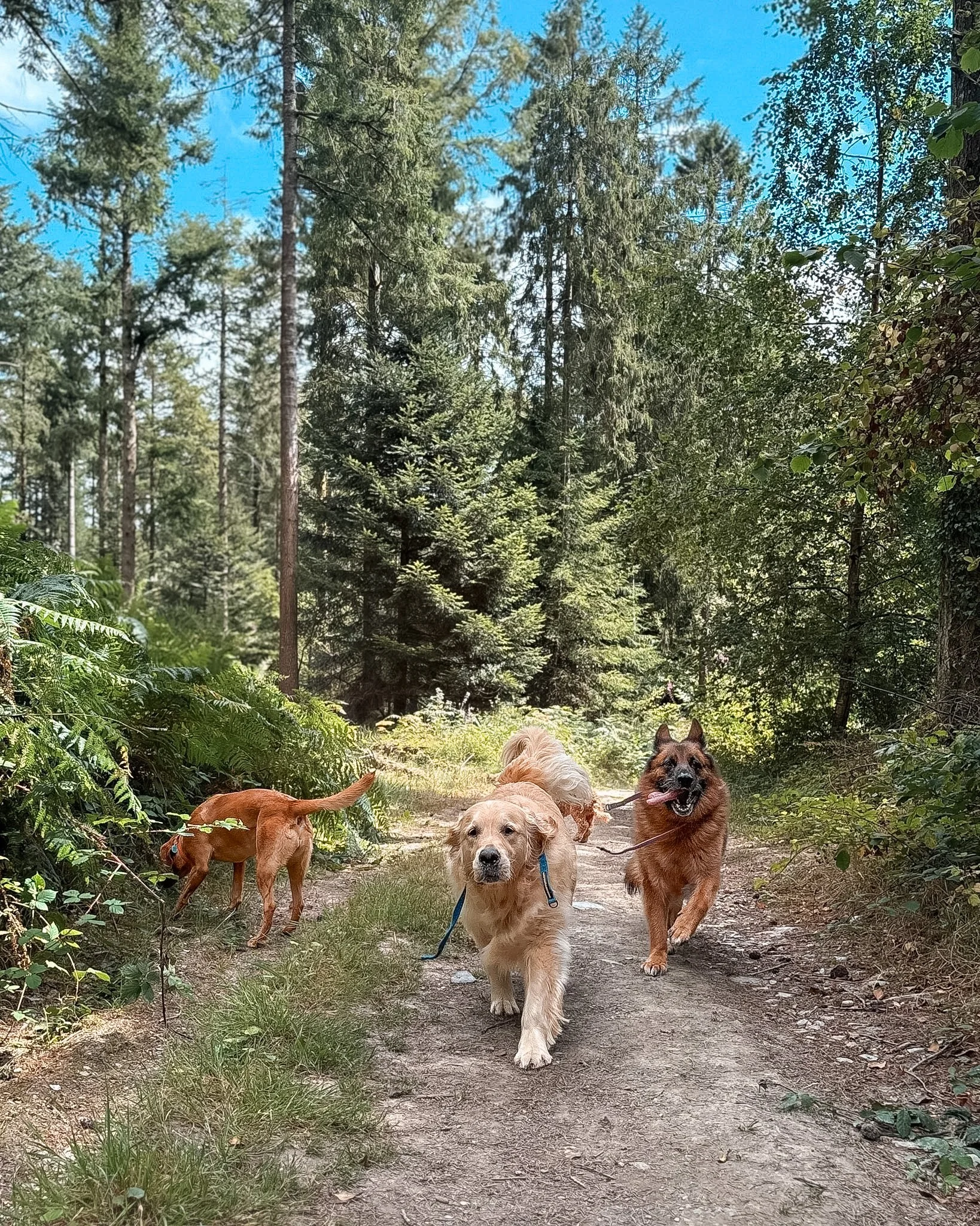 Five dogs walking on a dirt trail through a forest with tall trees and green foliage.