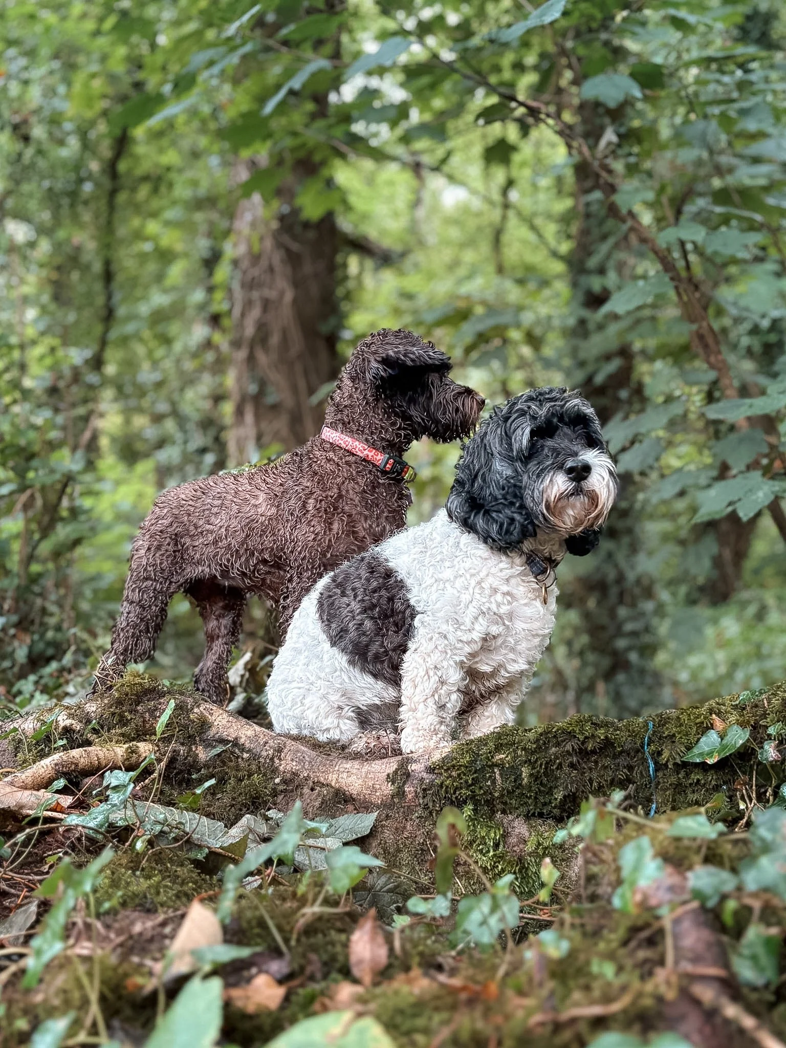 Two dogs, one brown and one black and white, sitting on moss-covered logs in a forest surrounded by green leaves and trees.