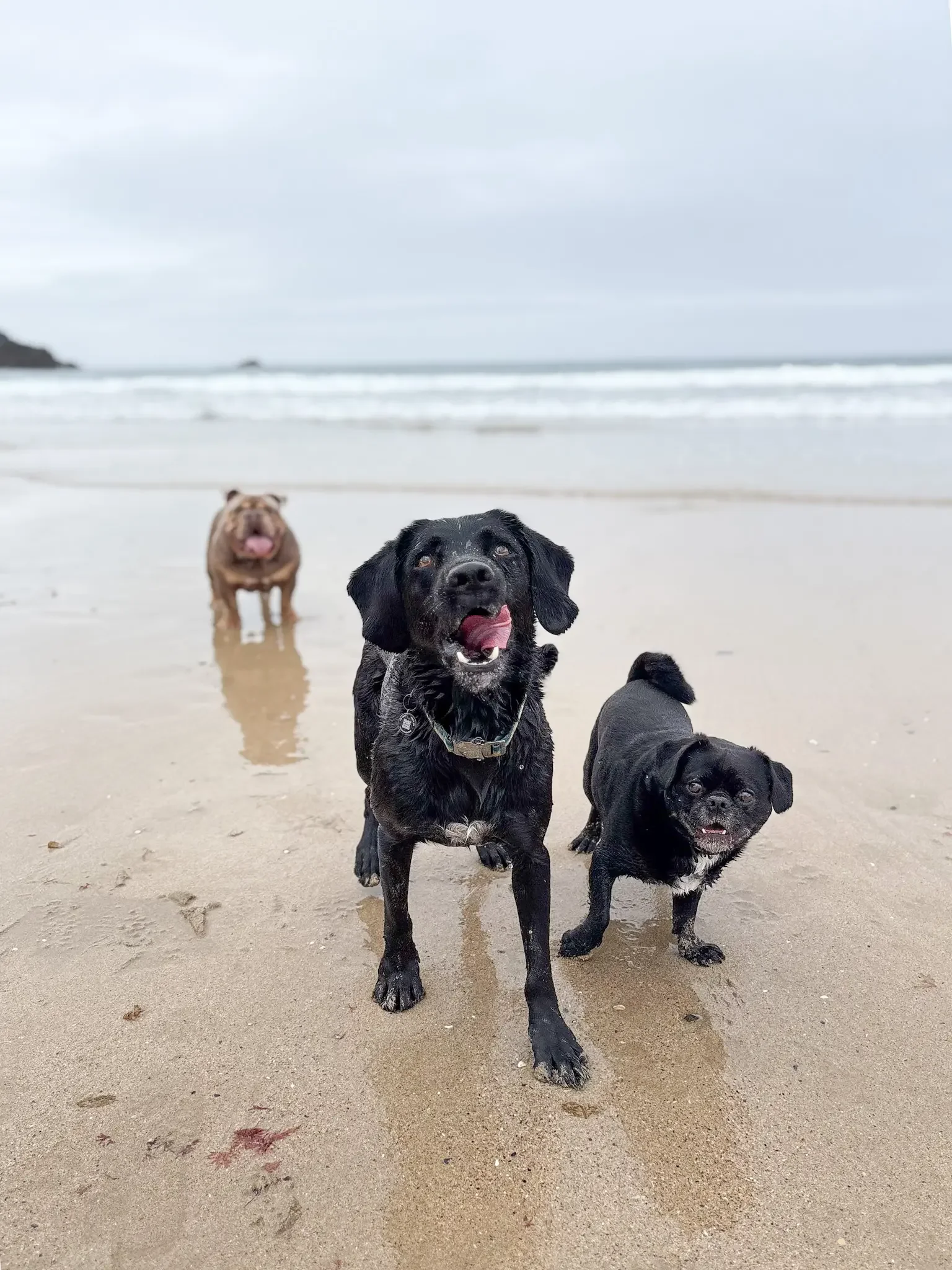 dog-walker-walking-care-services-newquay-cornwall-dogs-hang-ten-hounds_01.webp