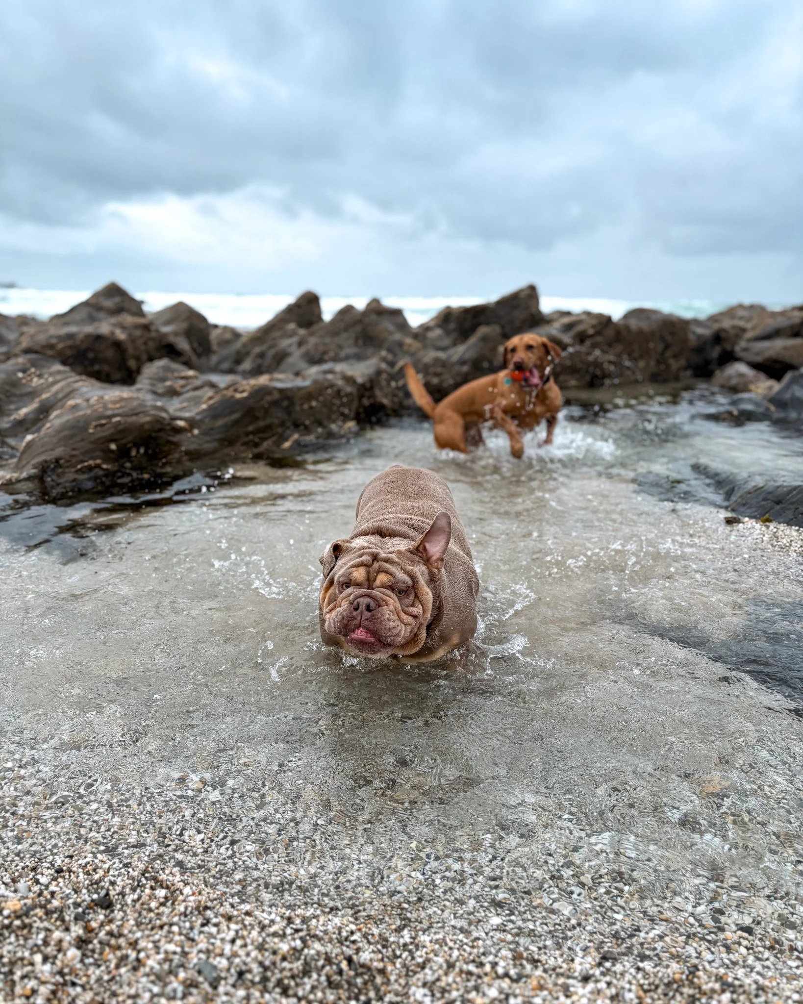 dog-walker-newquay-cornwall-dogs_5546.jpg