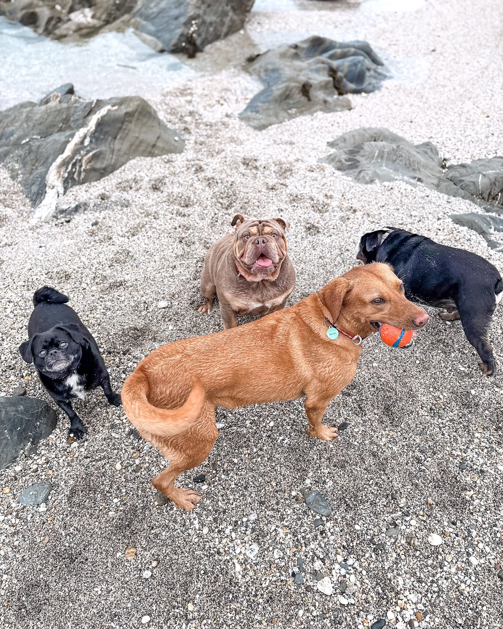 dog-walker-newquay-cornwall-dogs_5575.jpg