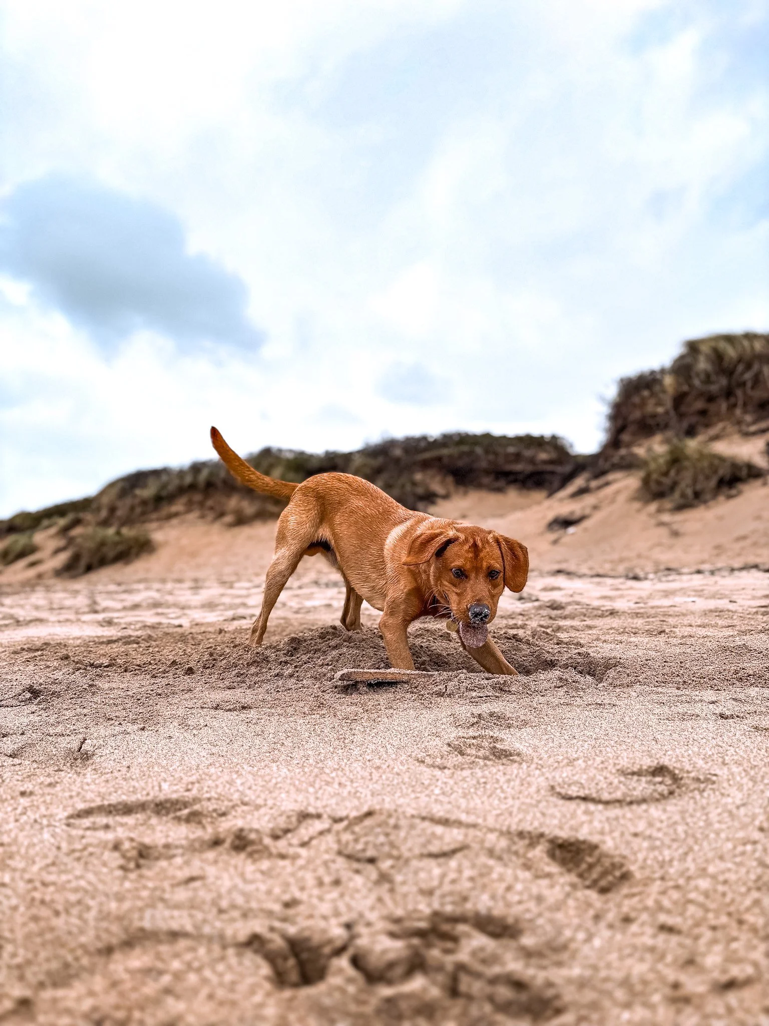 dog-walker-newquay-cornwall-dogs_5683.jpg