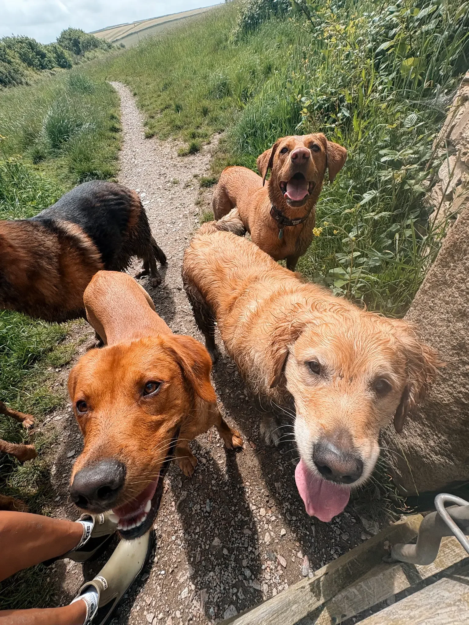 dog-walker-walking-care-services-newquay-cornwall-dogs-best-walker_8215.webp