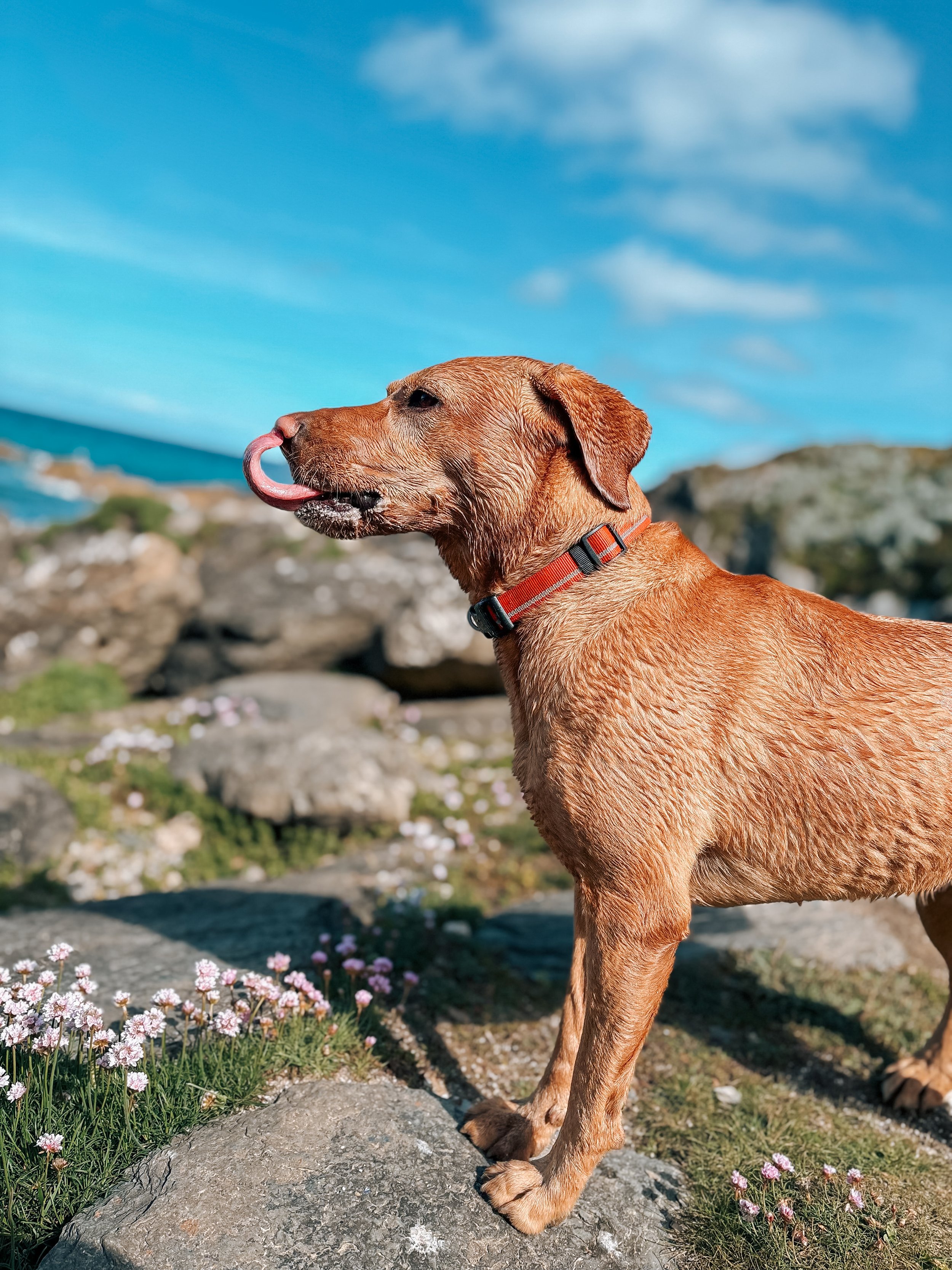 A brown dog with a collar standing on a rock near pink flowers and green grass, with a blue sky and clouds in the background.
