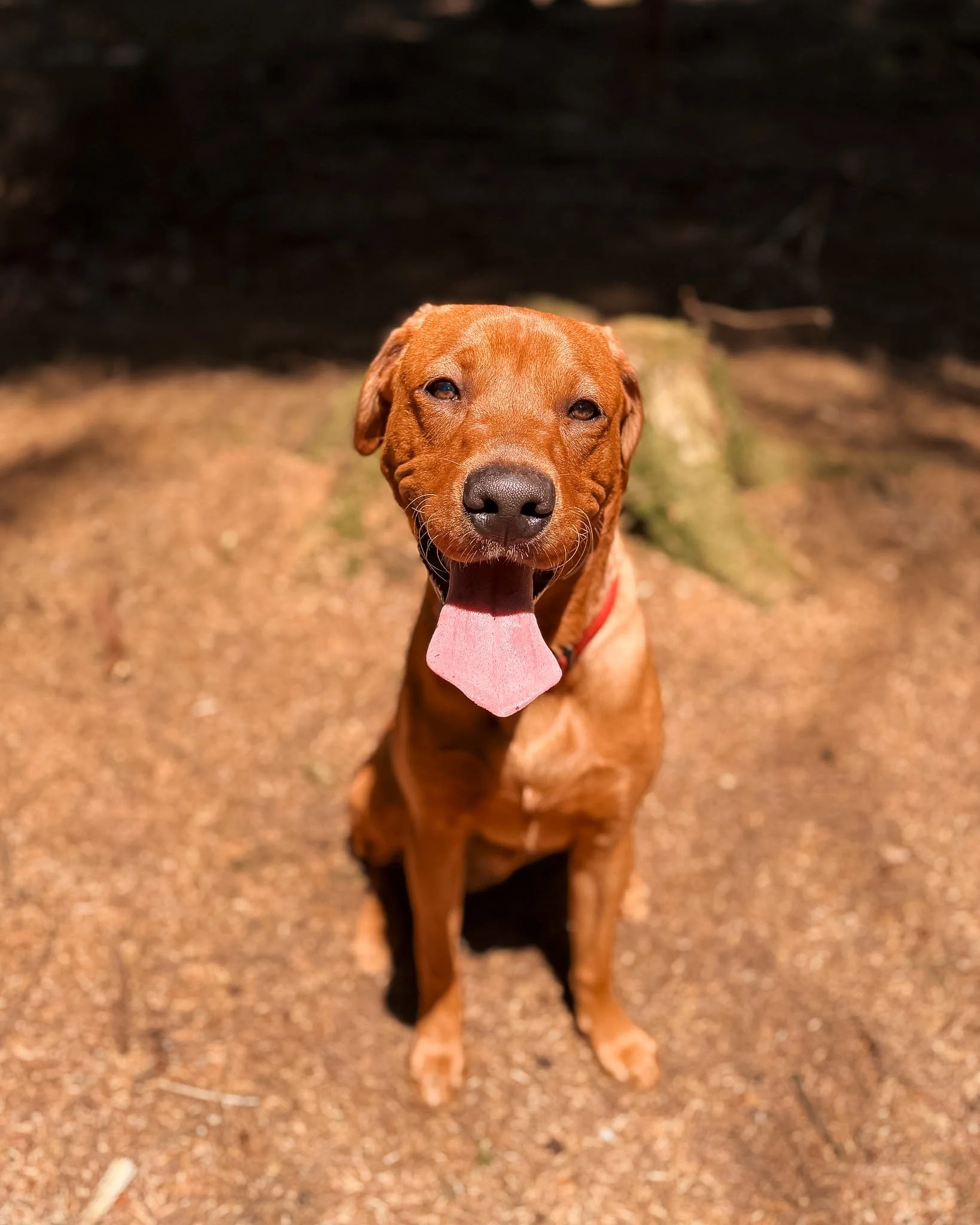 A brown dog with a pink tongue hanging out, standing on a sand surface outdoors, with a dark background.