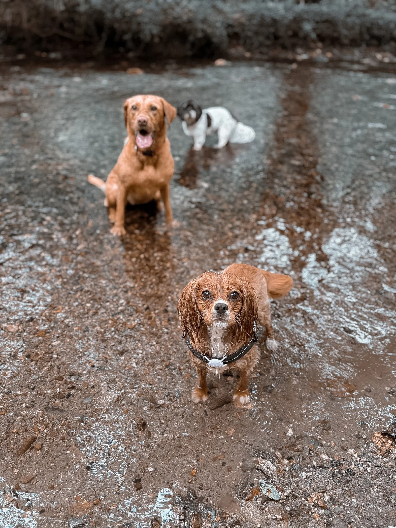 Three dogs standing in a shallow muddy stream with a rocky shore and trees in the background.