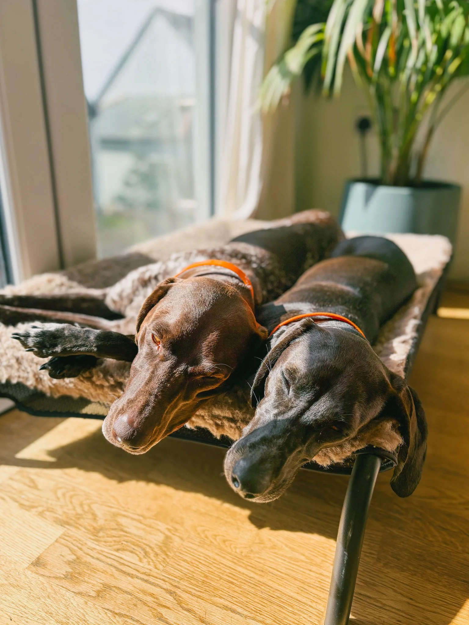 Pet-Sitting