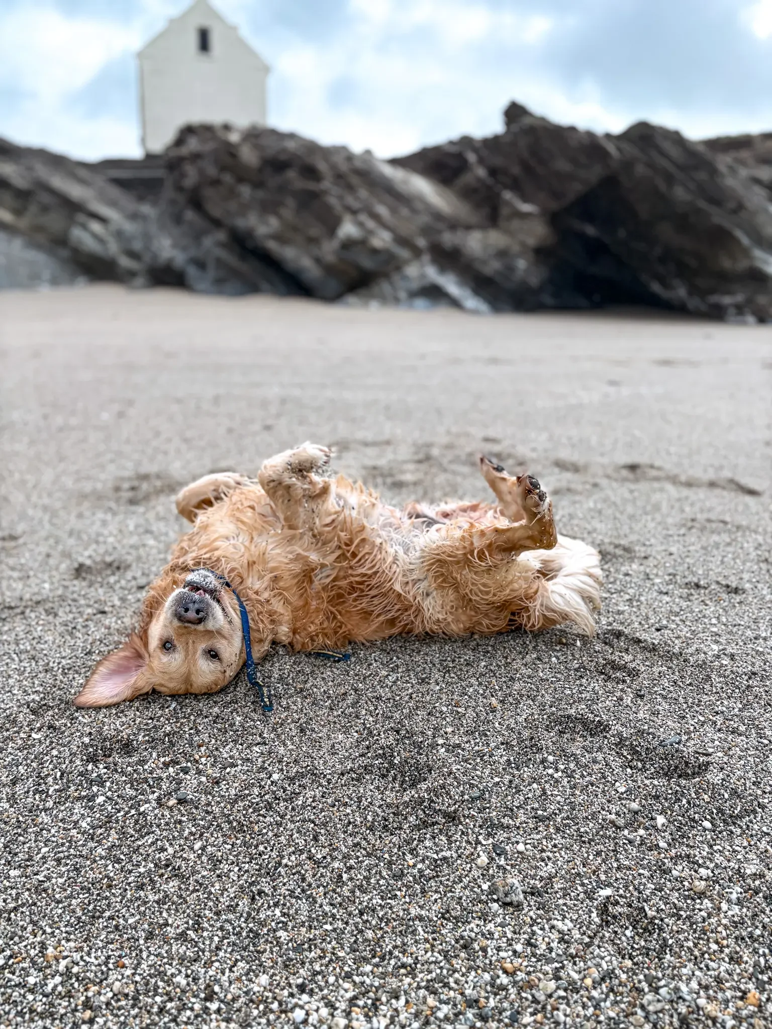 dog-walker-newquay-cornwall-dogs-4_5787.webp