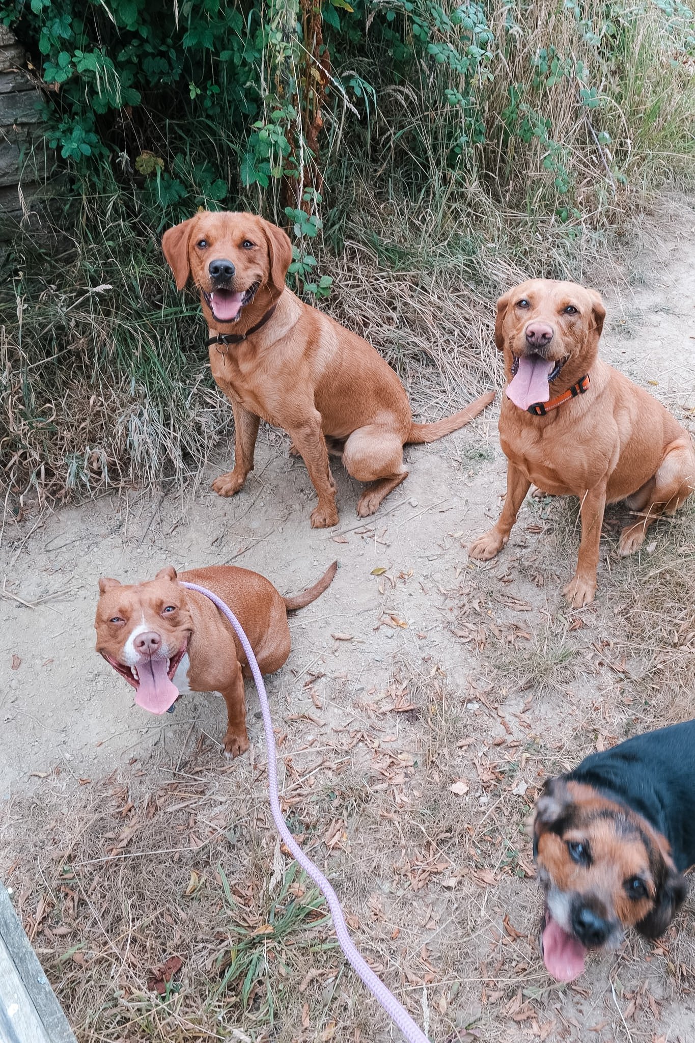 Four dogs standing and sitting on a dirt trail surrounded by dry grass and green bushes.