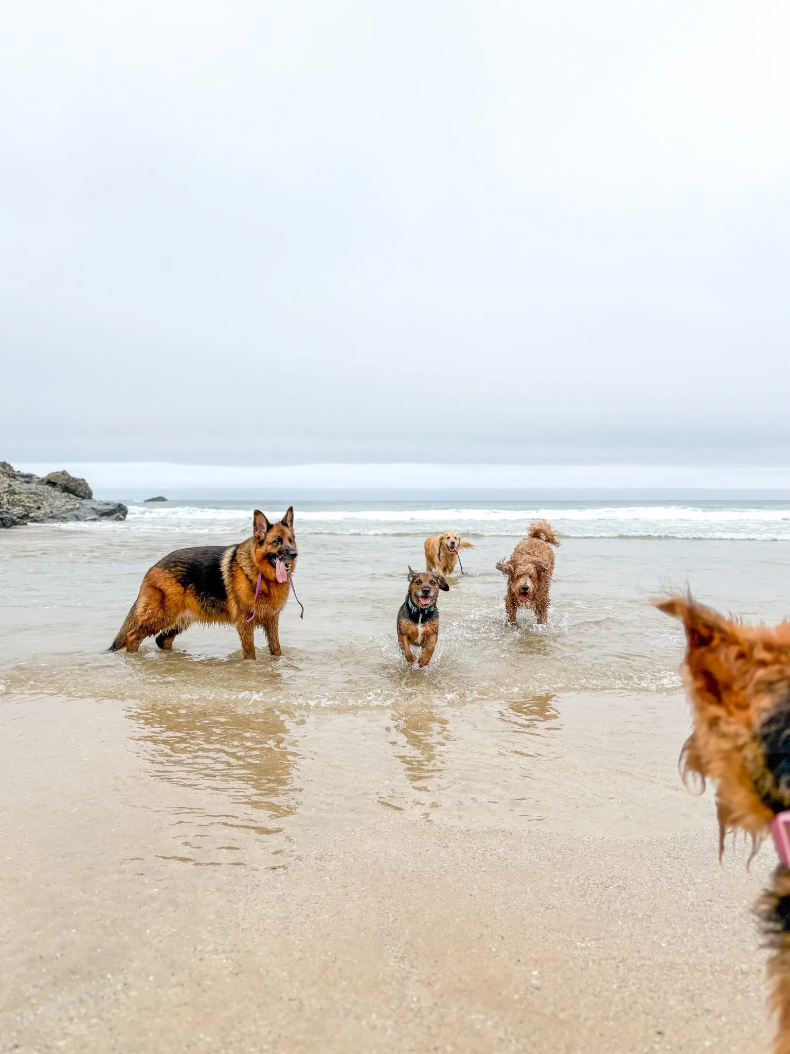 dog-walker-walking-care-services-newquay-cornwall-dogs-hang-ten-hounds_0993 2.webp