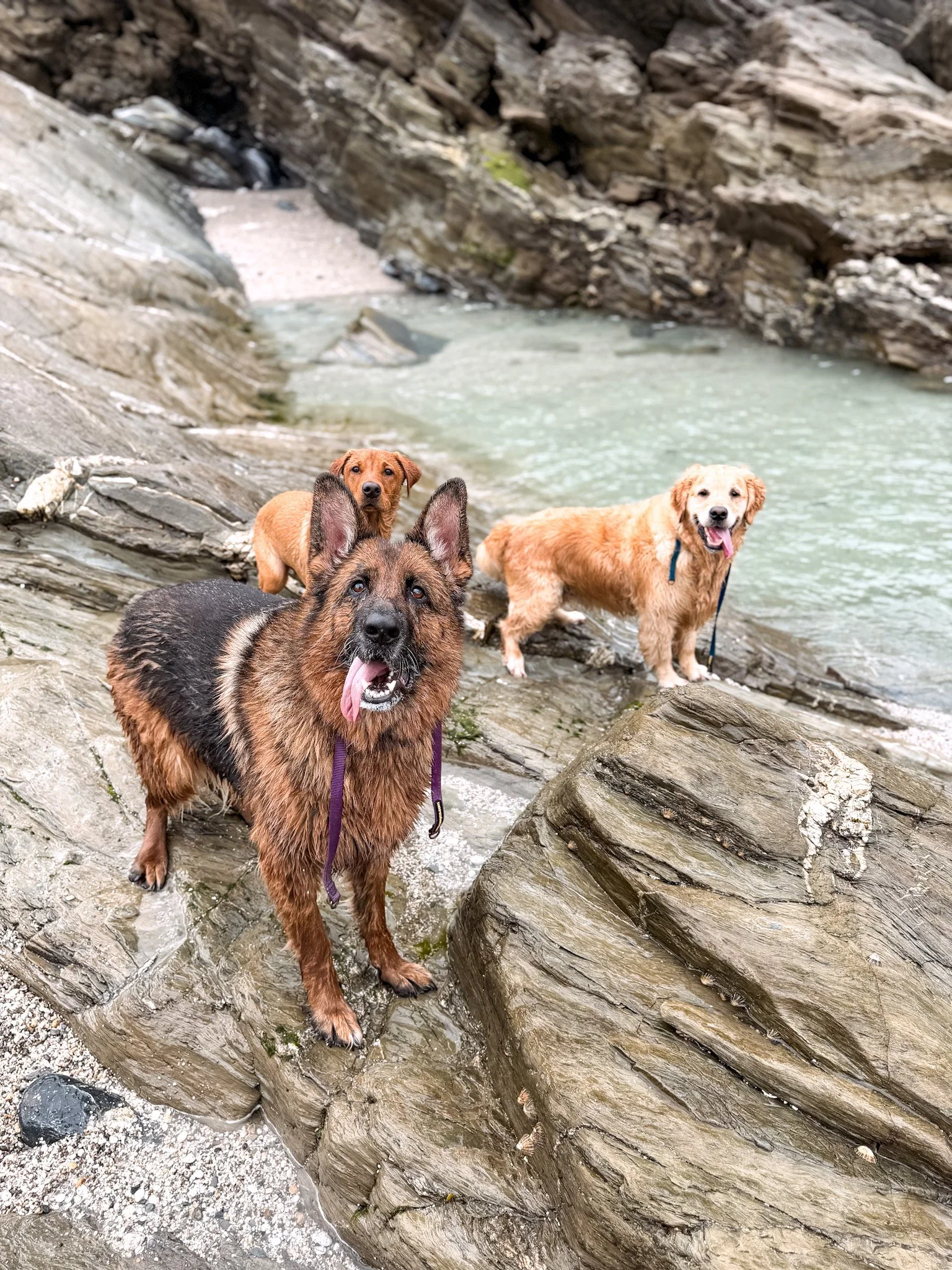dog-walker-newquay-cornwall-dogs-4_2979.jpg