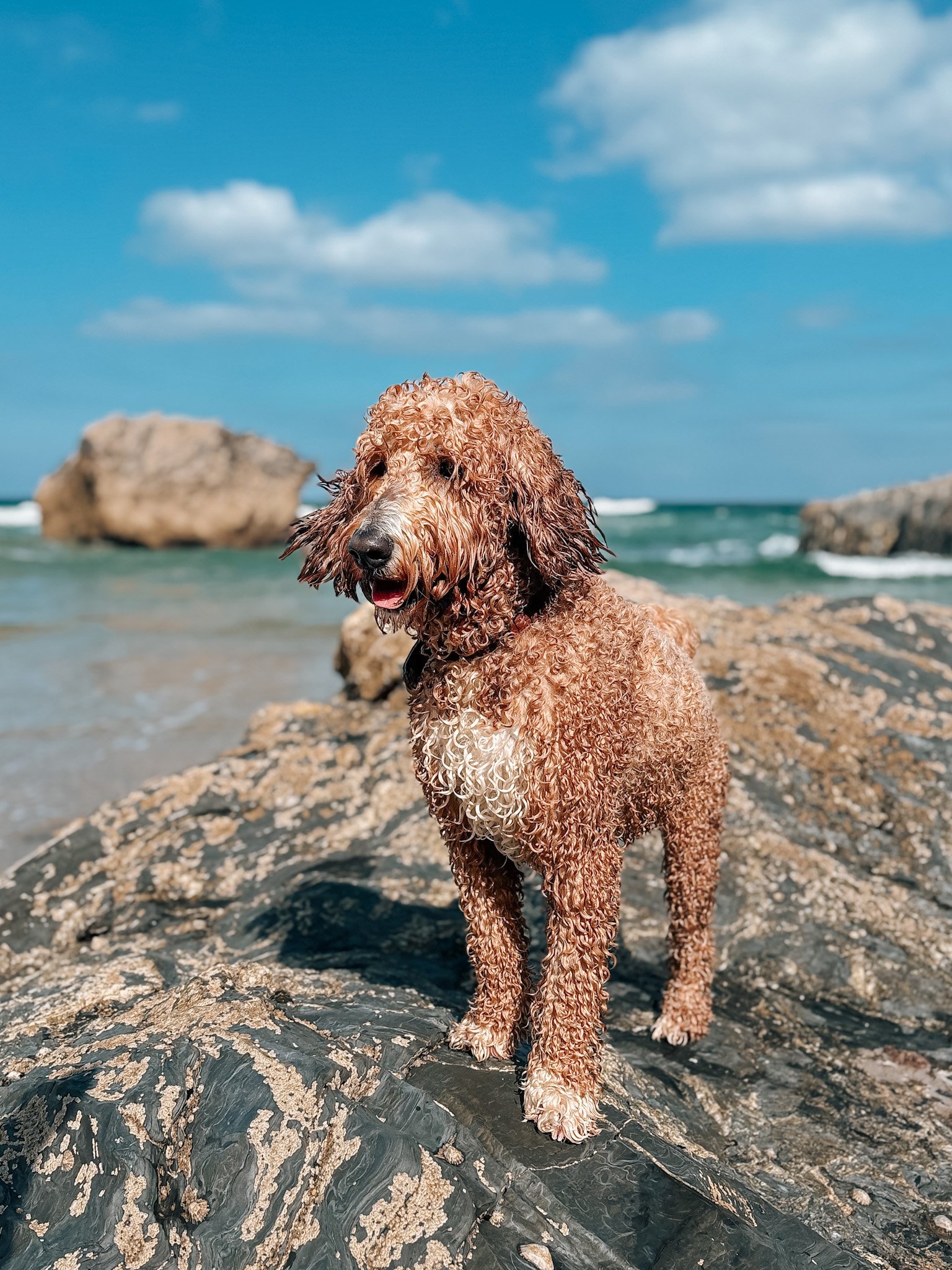 A curly-haired golden retriever dog standing on rocks at the beach with ocean waves and large rocks in the background under a partly cloudy sky.