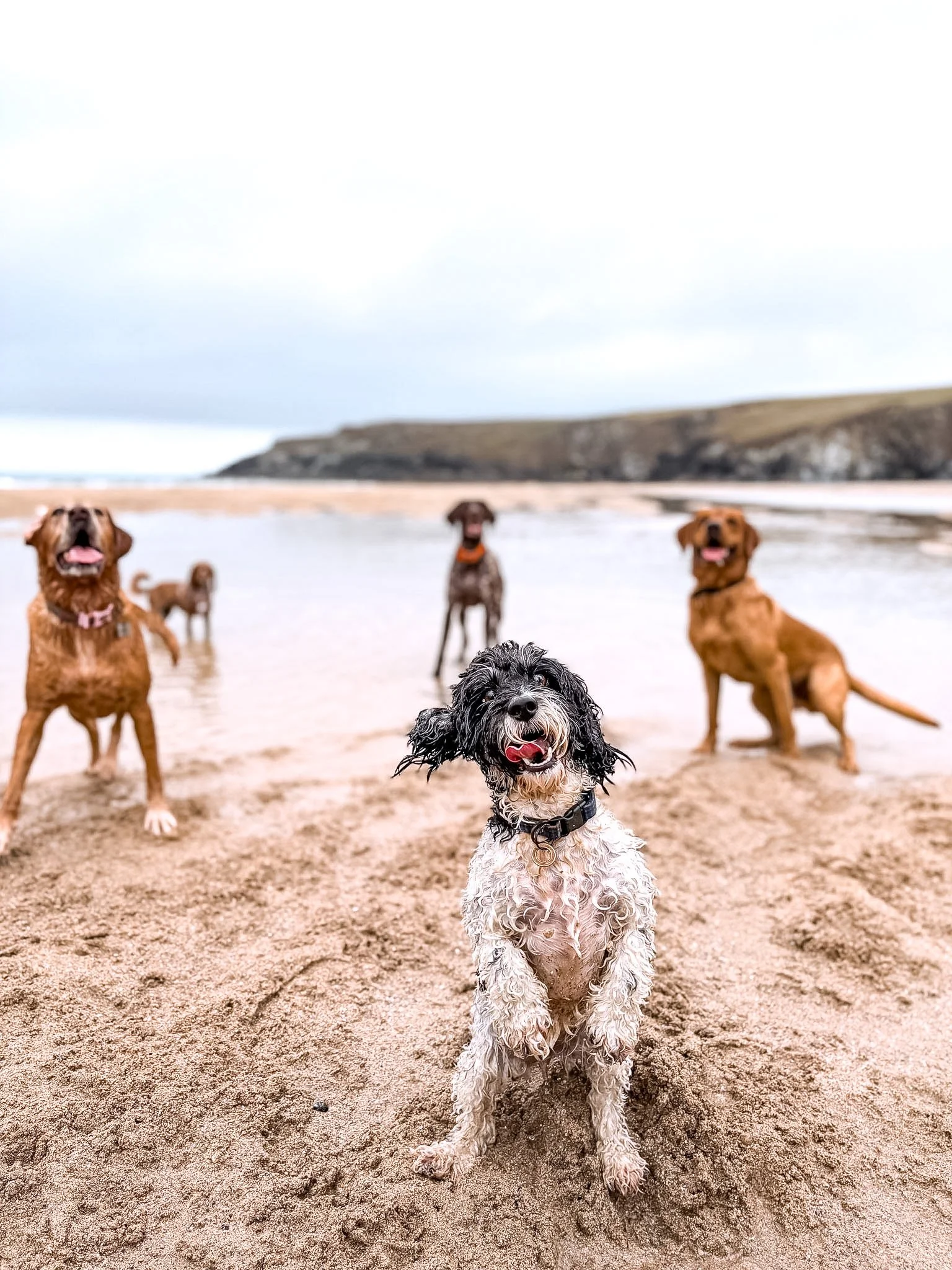 dog-walker-walking-dogs-newquay-pet-care-group-walks-services-newquay-cornwall-dogs-hang-ten-hounds-2026_2850.jpg