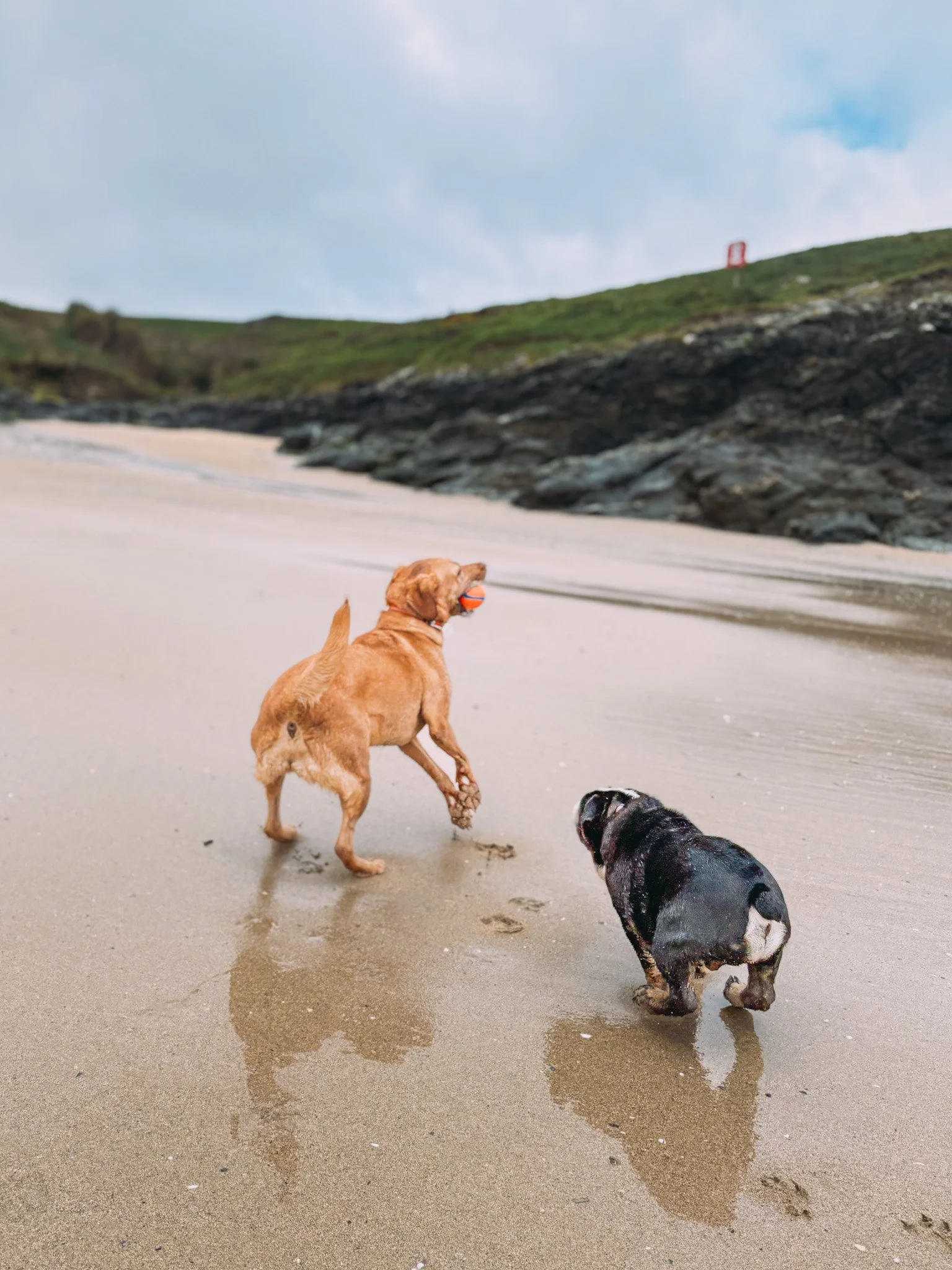 Two dogs playing on a sandy beach. One golden retriever holding a ball in its mouth, and a black and white bulldog standing nearby. The background features rocky cliffs and a cloudy sky.