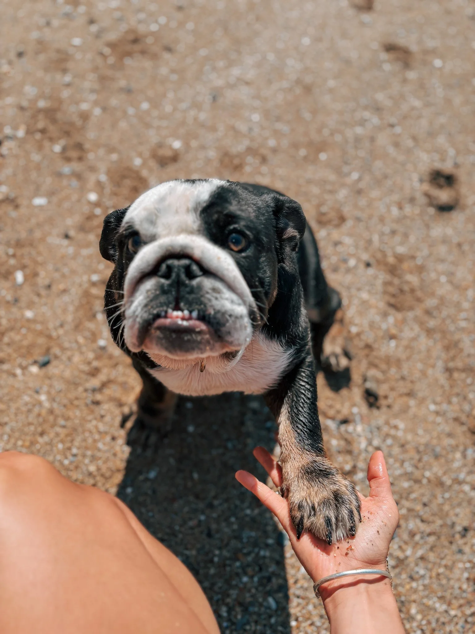 A black and white bulldog puppy on a sandy beach in Newquay, Cornwall; standing on a person's hand and looking up at the camera with a happy expression.