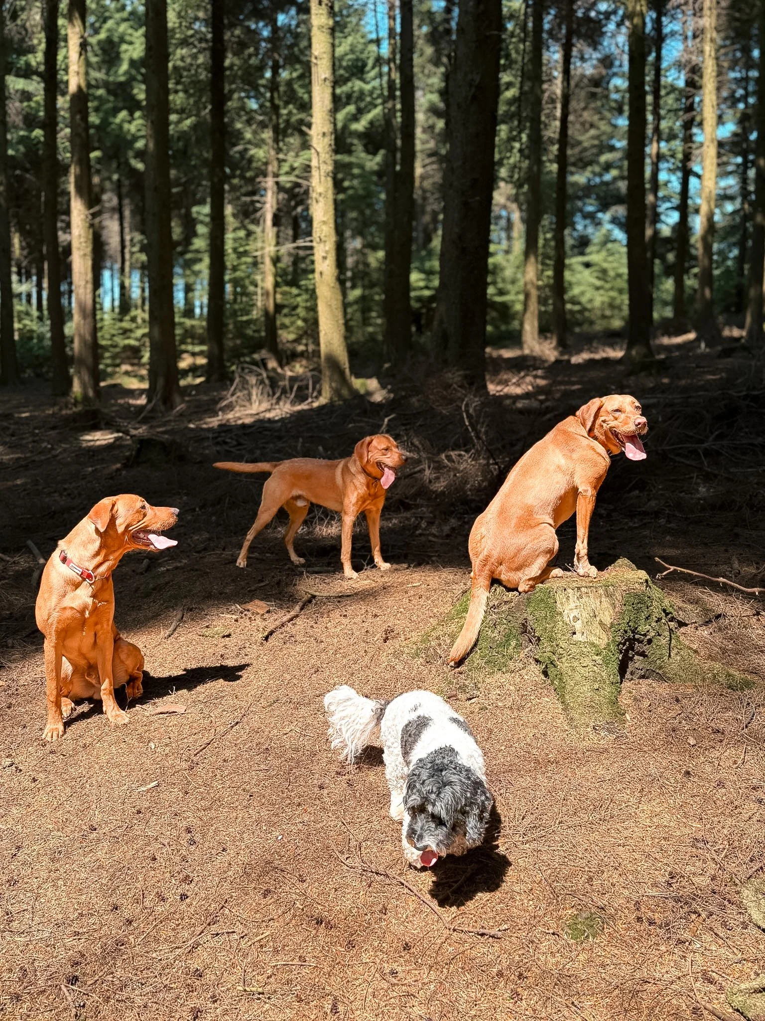 Group of dogs of various breeds standing and walking in a sunlit forest with tall trees and forest floor covered in pine needles.