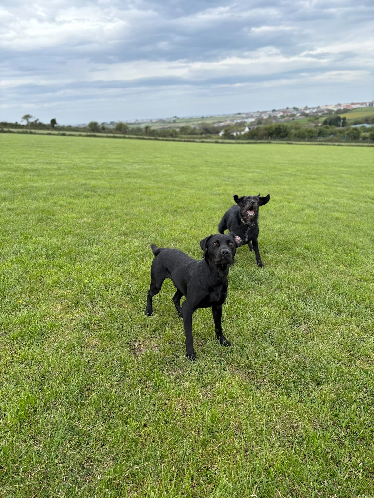 Three black dogs playing on a grassy field with a cloudy sky and distant hills in the background.