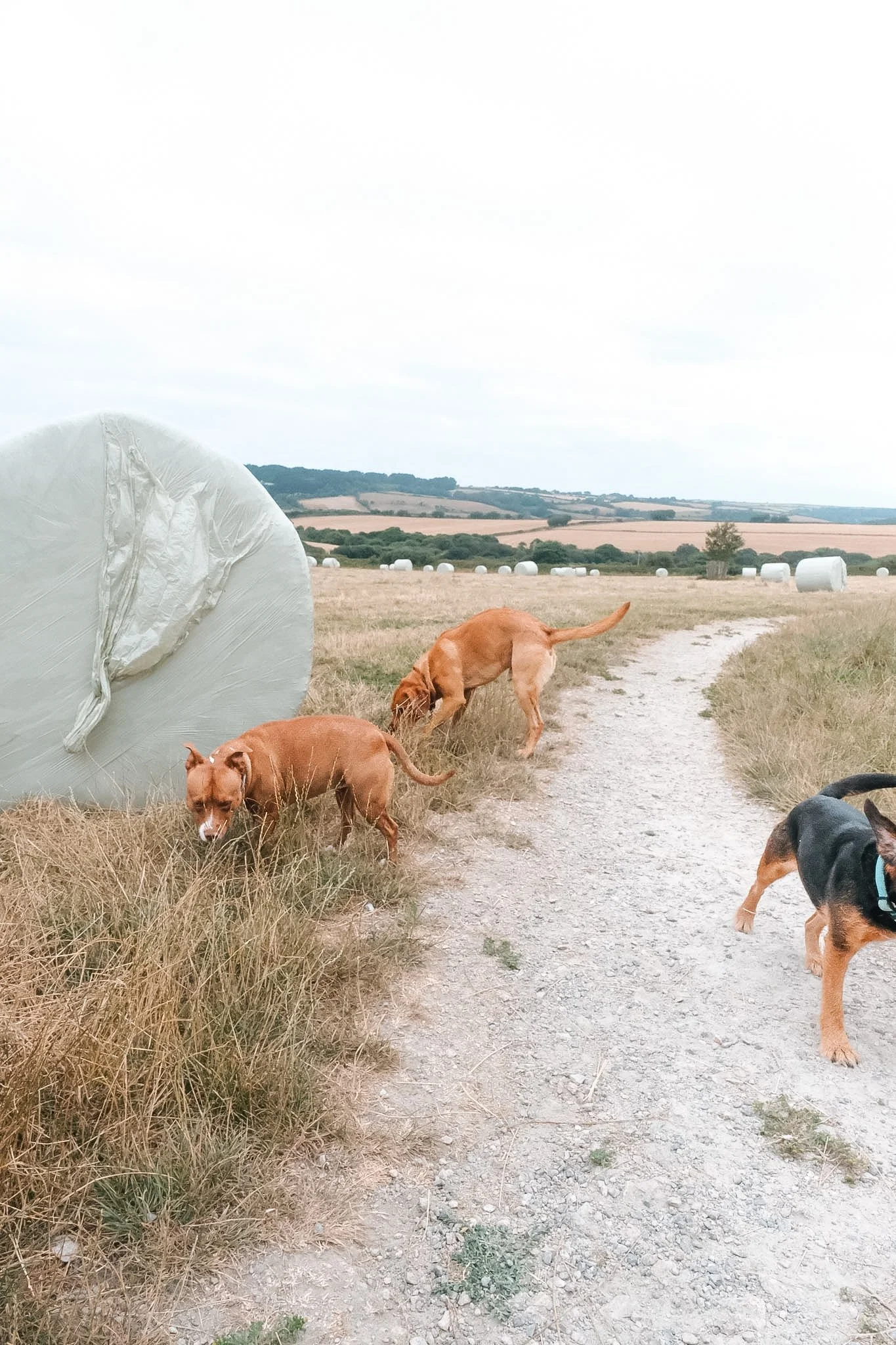 Open field with hay bales, dogs walking along a dirt path, rolling hills in the distance, and an overcast sky.