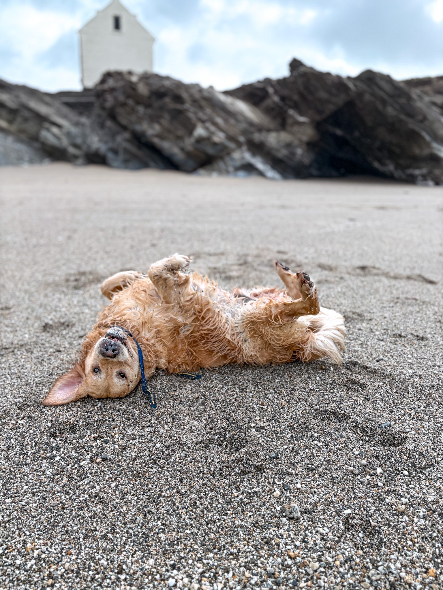 dog-walker-newquay-cornwall-dogs-4_5787.jpg