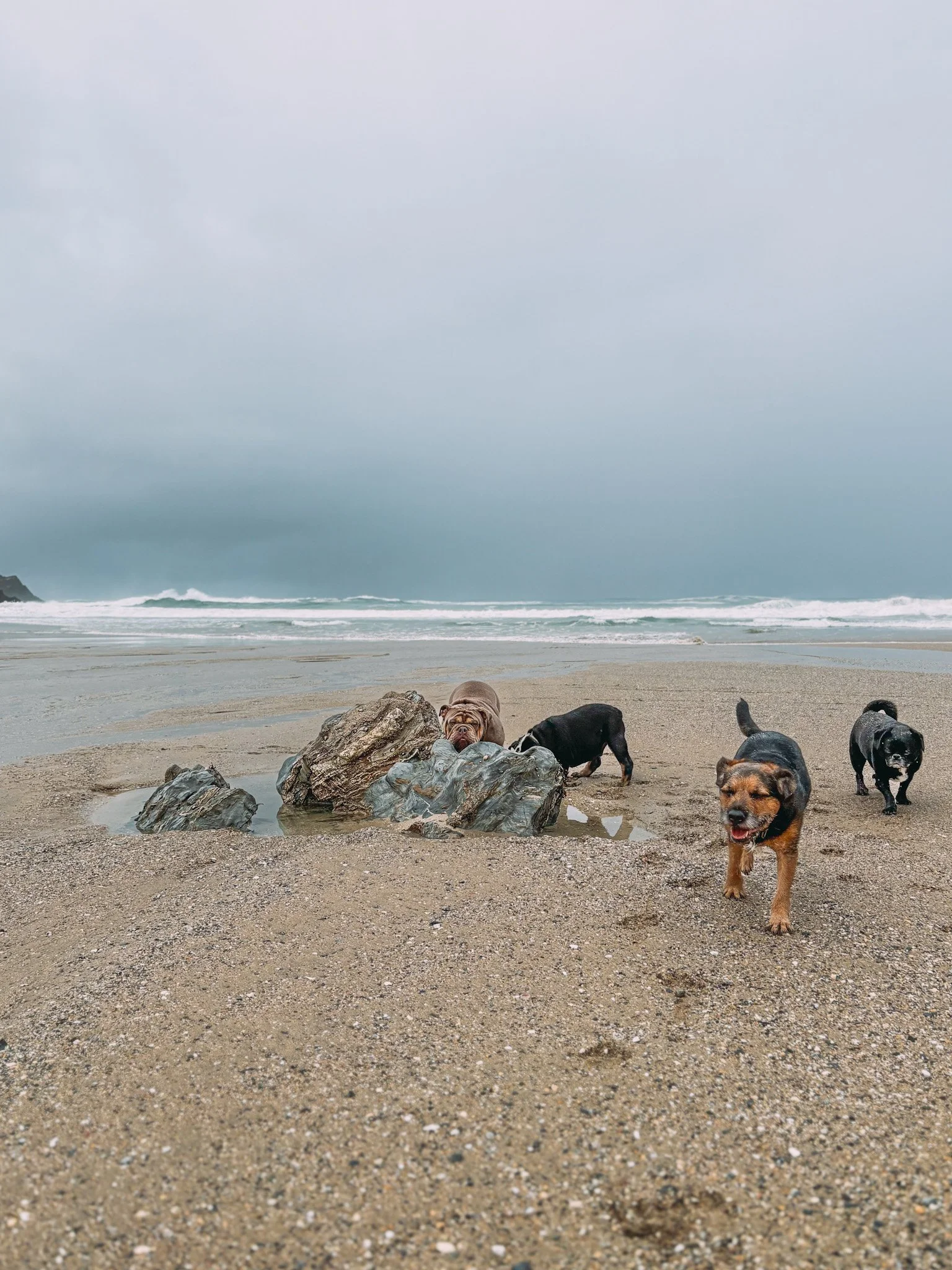 Beach scene with cloudy sky, ocean waves, and five dogs on the sandy shore near rocks and small pools of water.