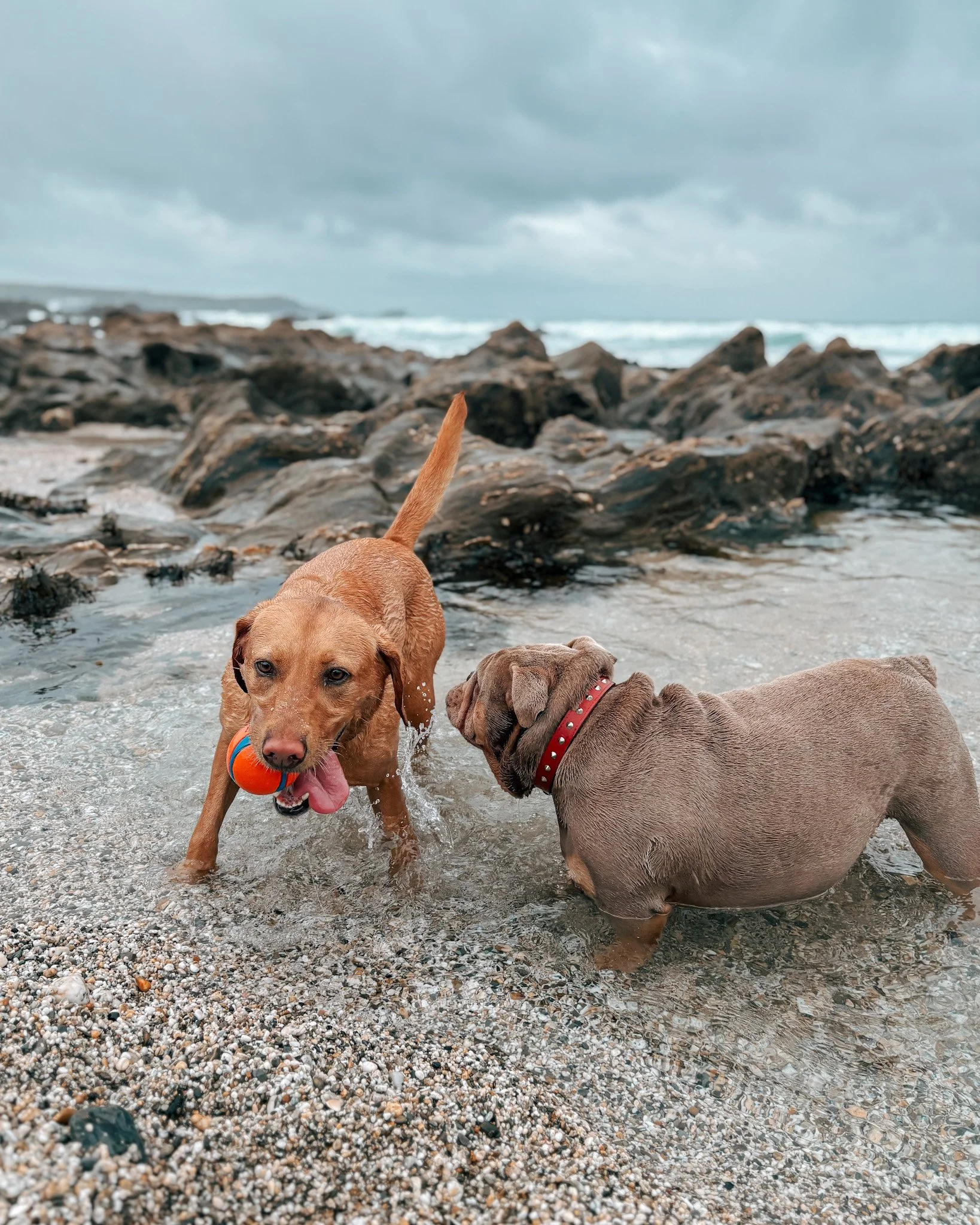 dog-walker-newquay-cornwall-dogs_5549.jpg