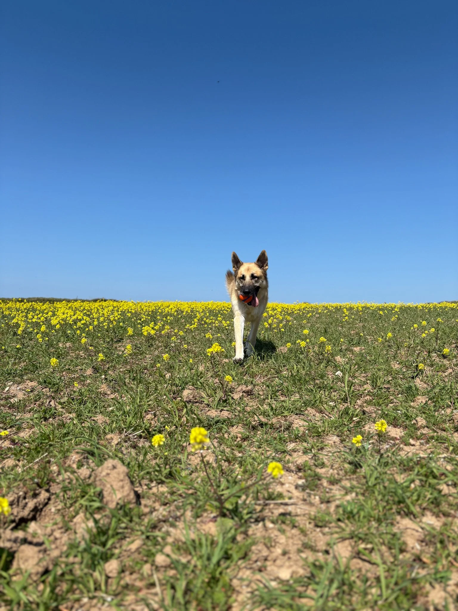 A dog running in a field of yellow flowers under a clear blue sky.