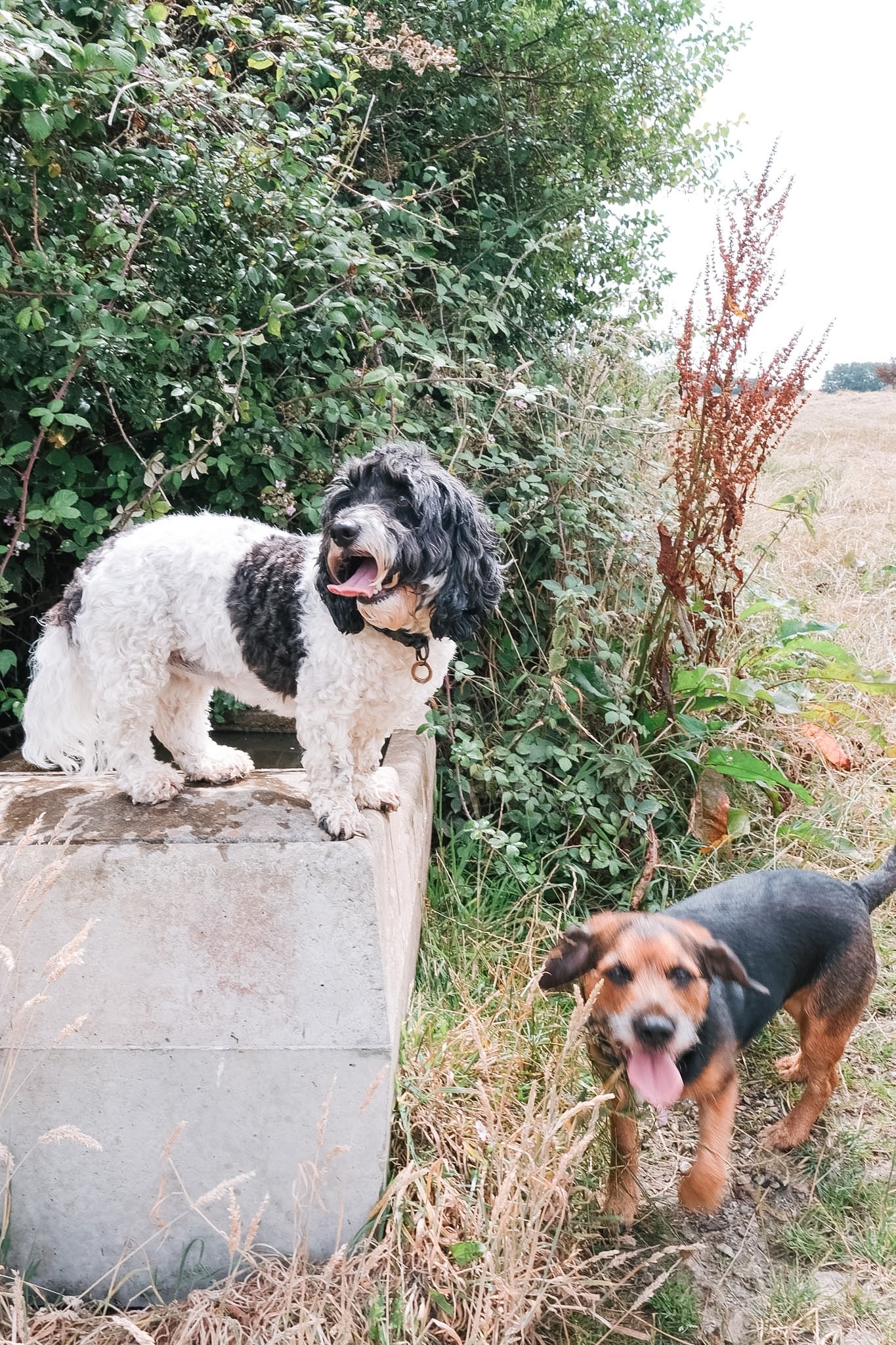 Three dogs outdoors near bushes and tall grass. One dog is standing on a concrete block, looking happy with its tongue out. Another dog is walking nearby, also with its tongue out. A third dog is partially visible at the bottom right corner of the im