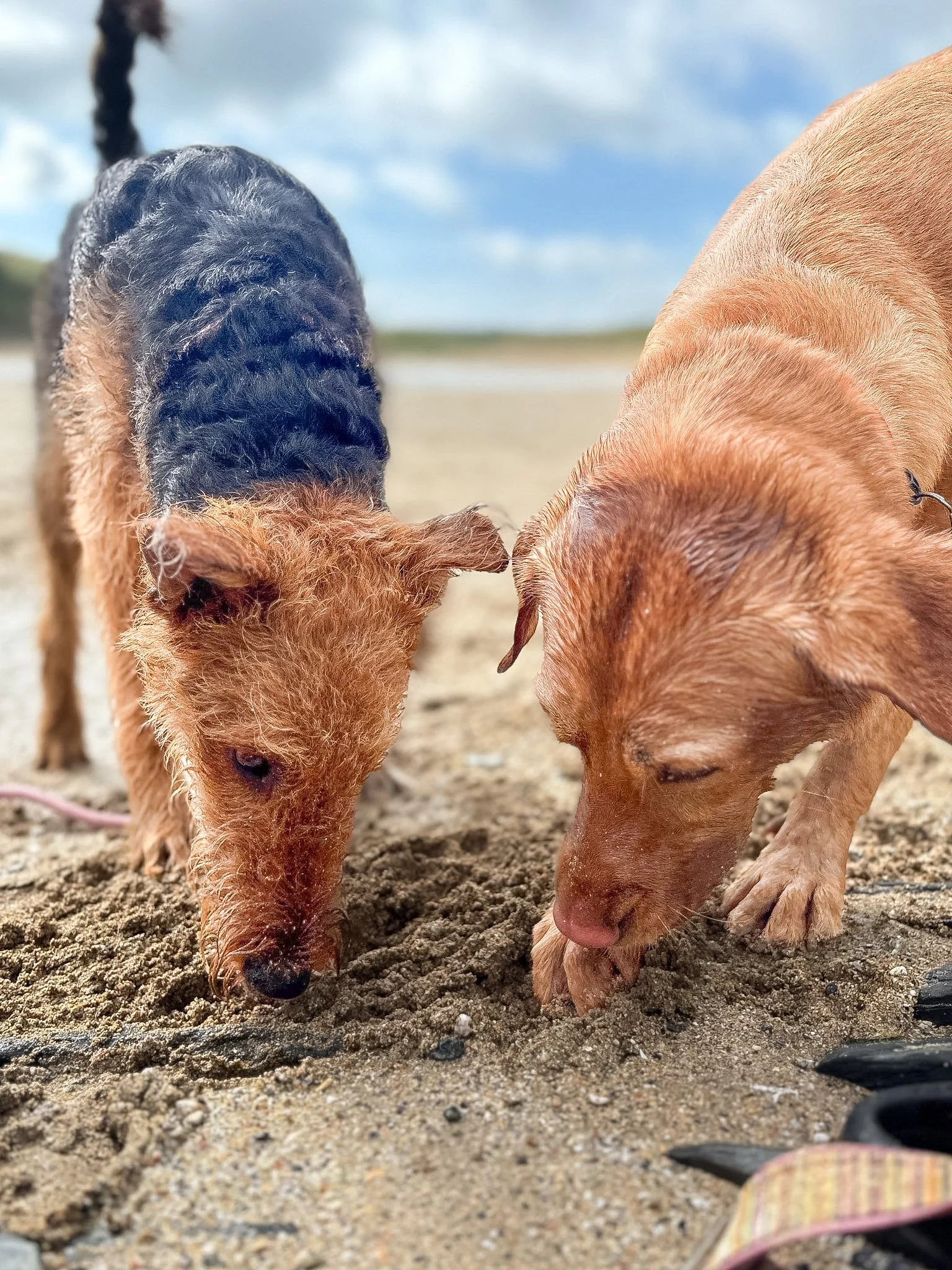 Two small dogs with short fur sniffing the ground on a sandy surface, with a partly cloudy sky in the background.