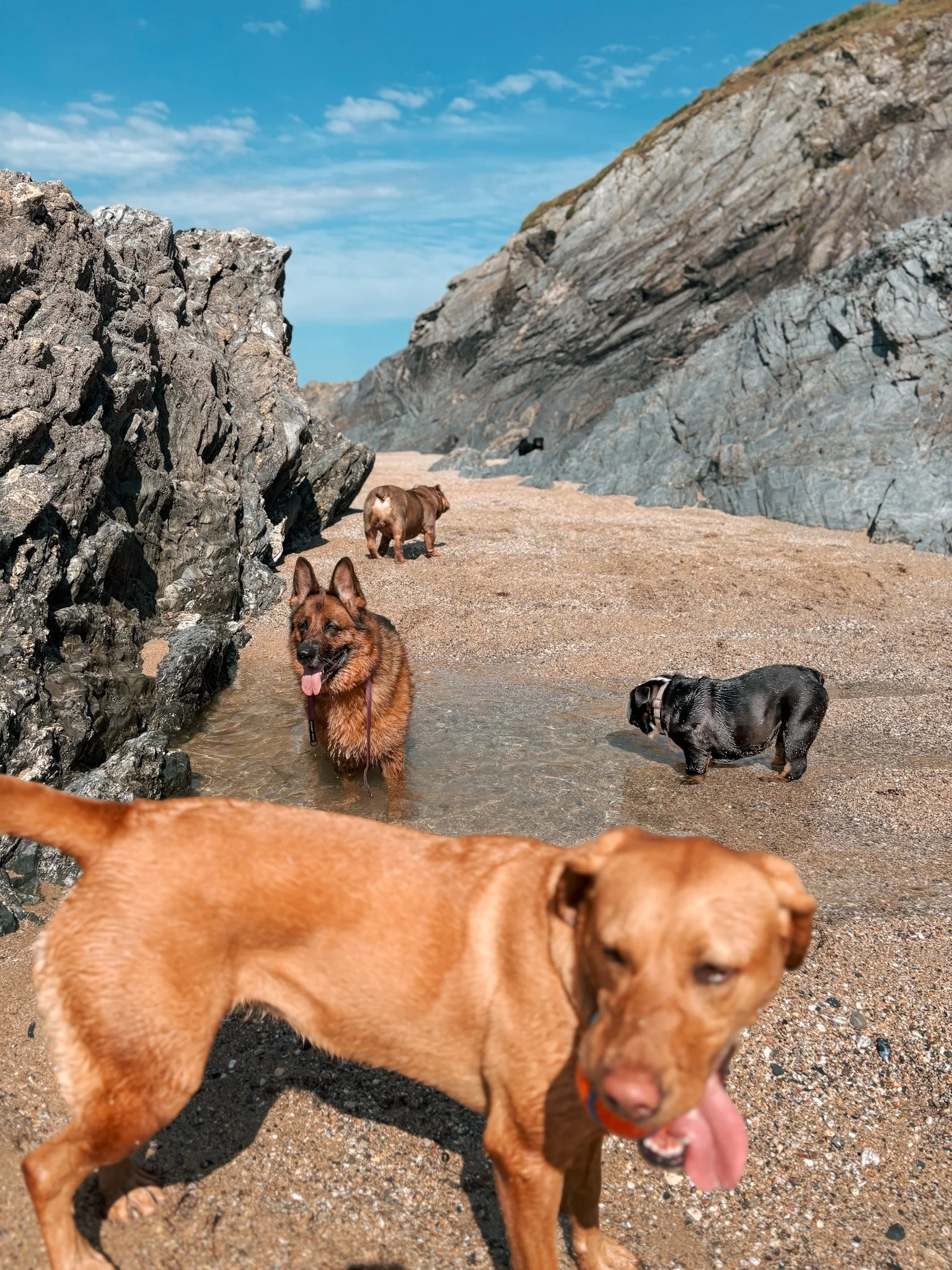 Multiple dogs on a rocky beach with cliffs and blue sky in the background, some dogs are in the water and others are on the sand.