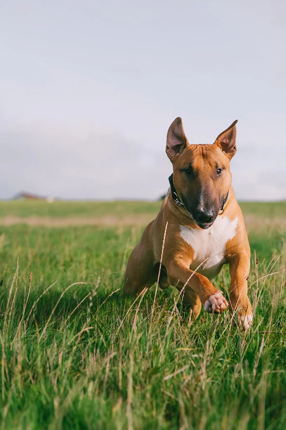 hang-ten-hounds-dogs-dog-walker-newquay-cornwall.JPG